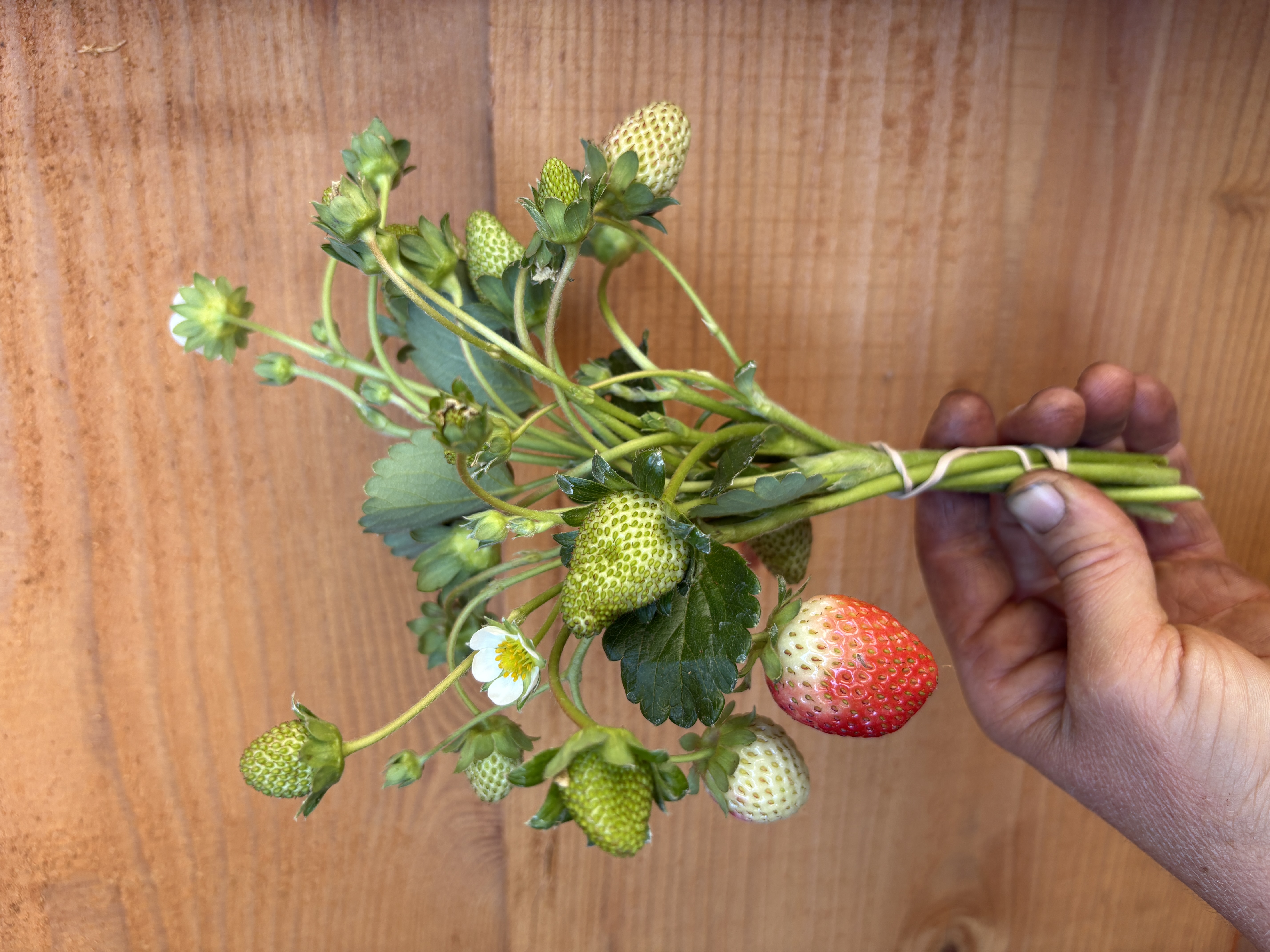 FRAGARIA x ananassa