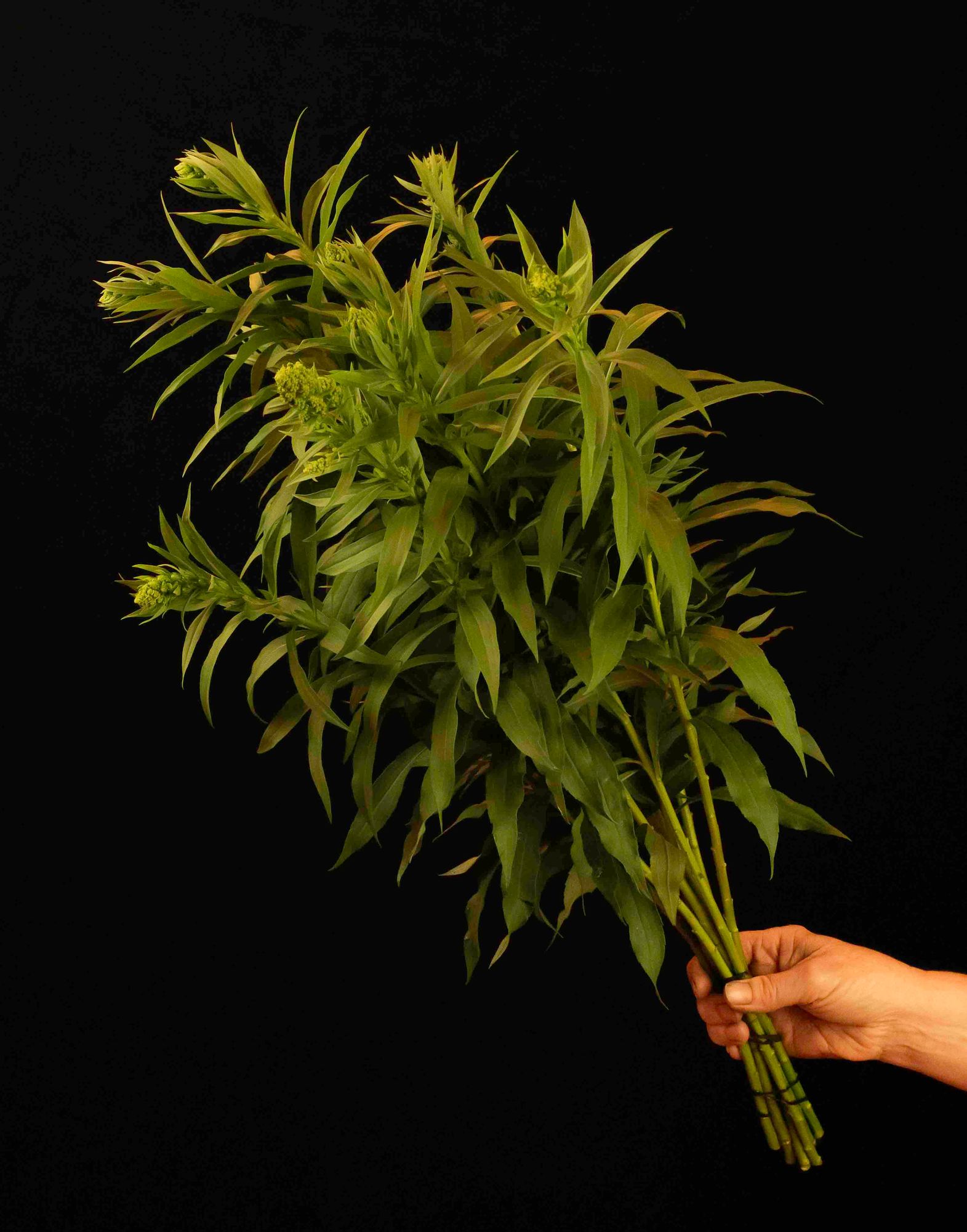 SOLIDAGO rugosa Fireworks
