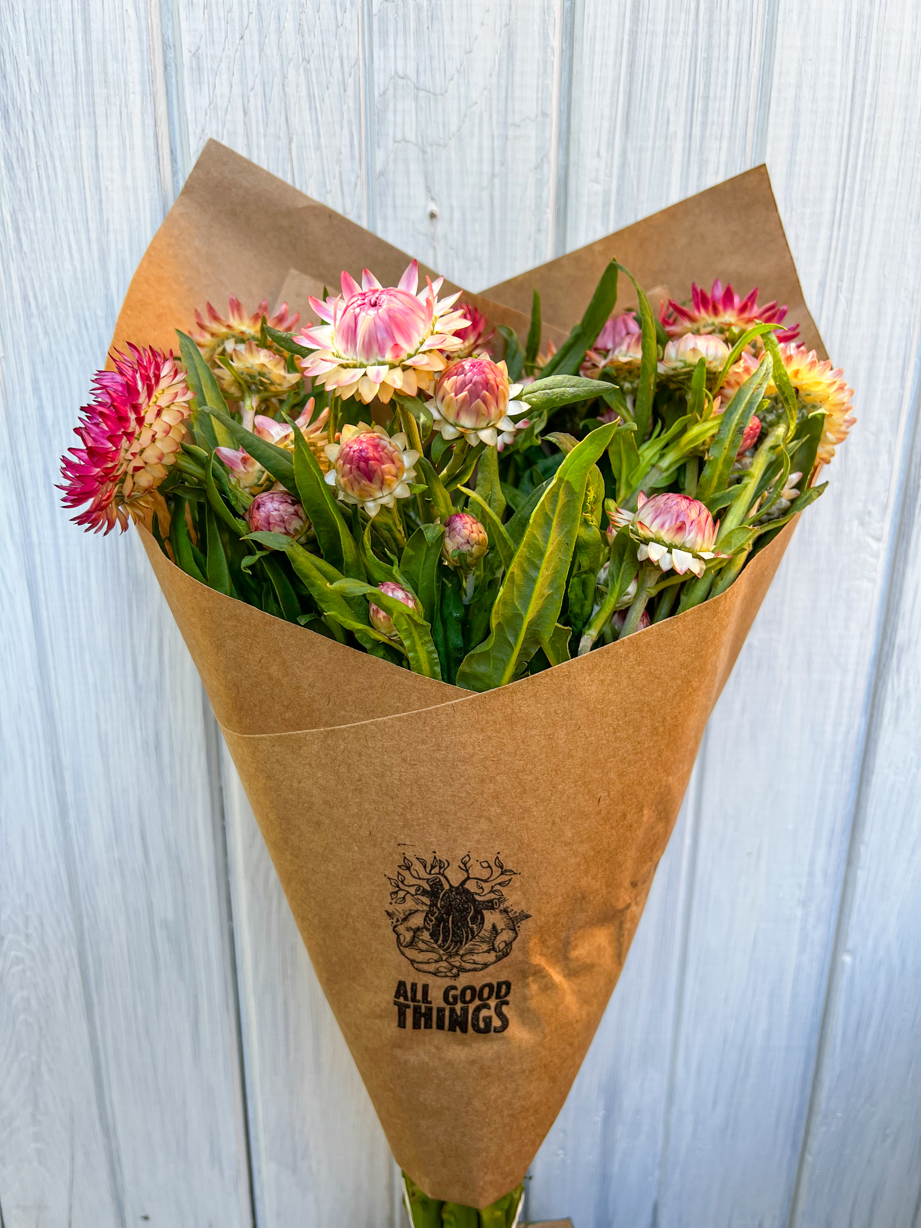 XEROCHRYSUM bracteatum Bright Rose