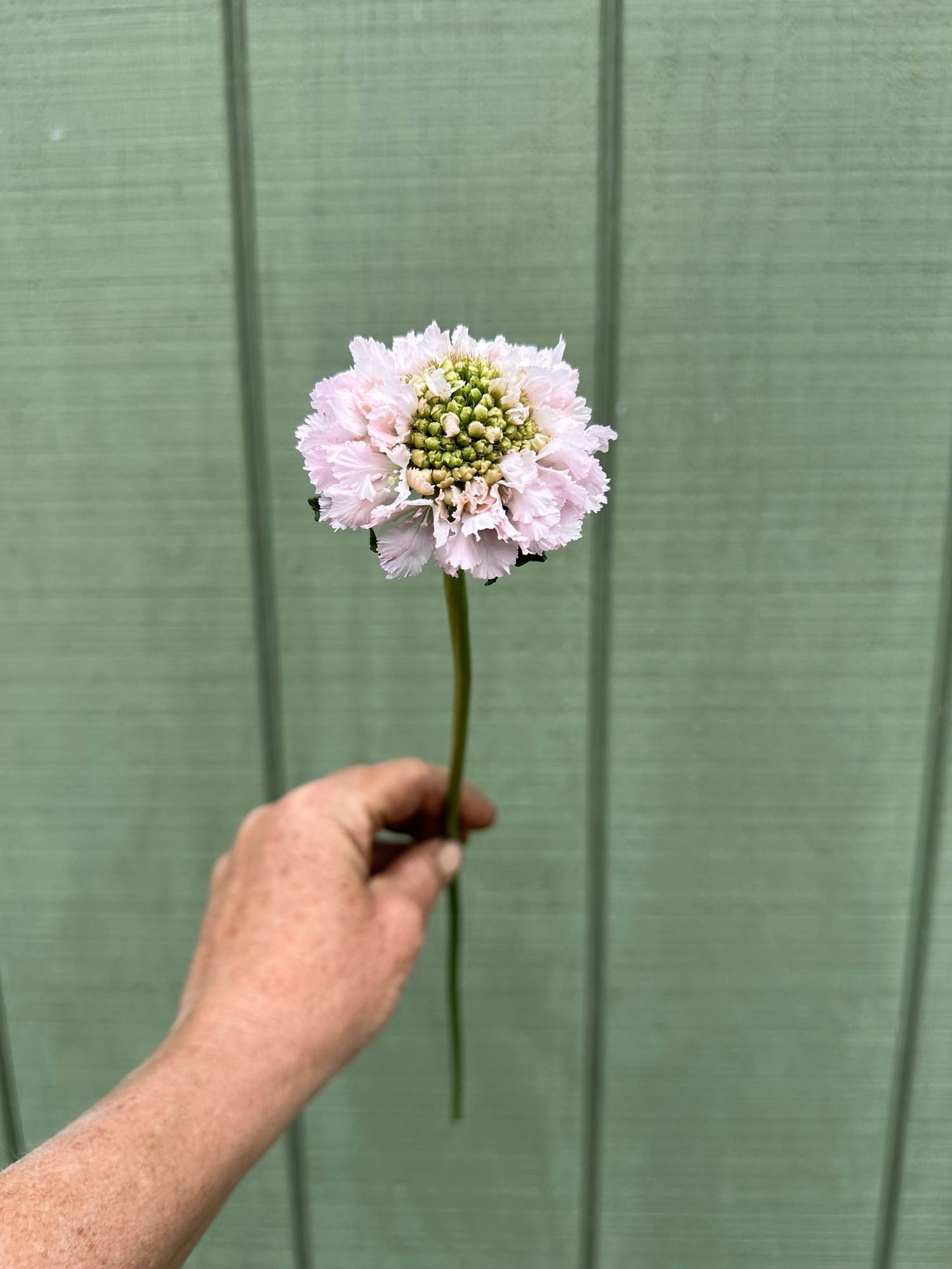 SCABIOSA atropurpurea x caucasica Bon Bon Scoop
