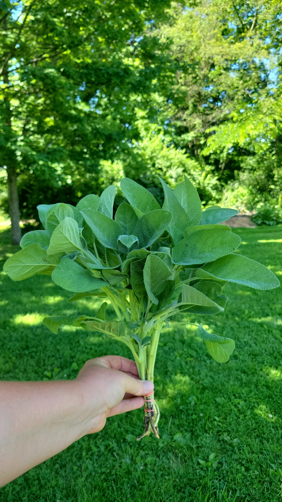 SALVIA officinalis