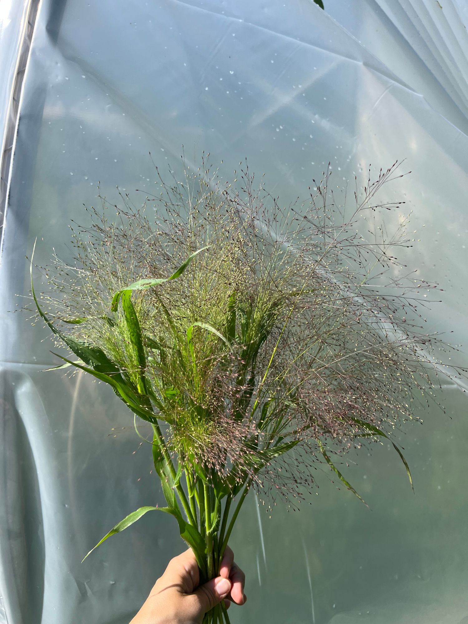 PANICUM elegans
