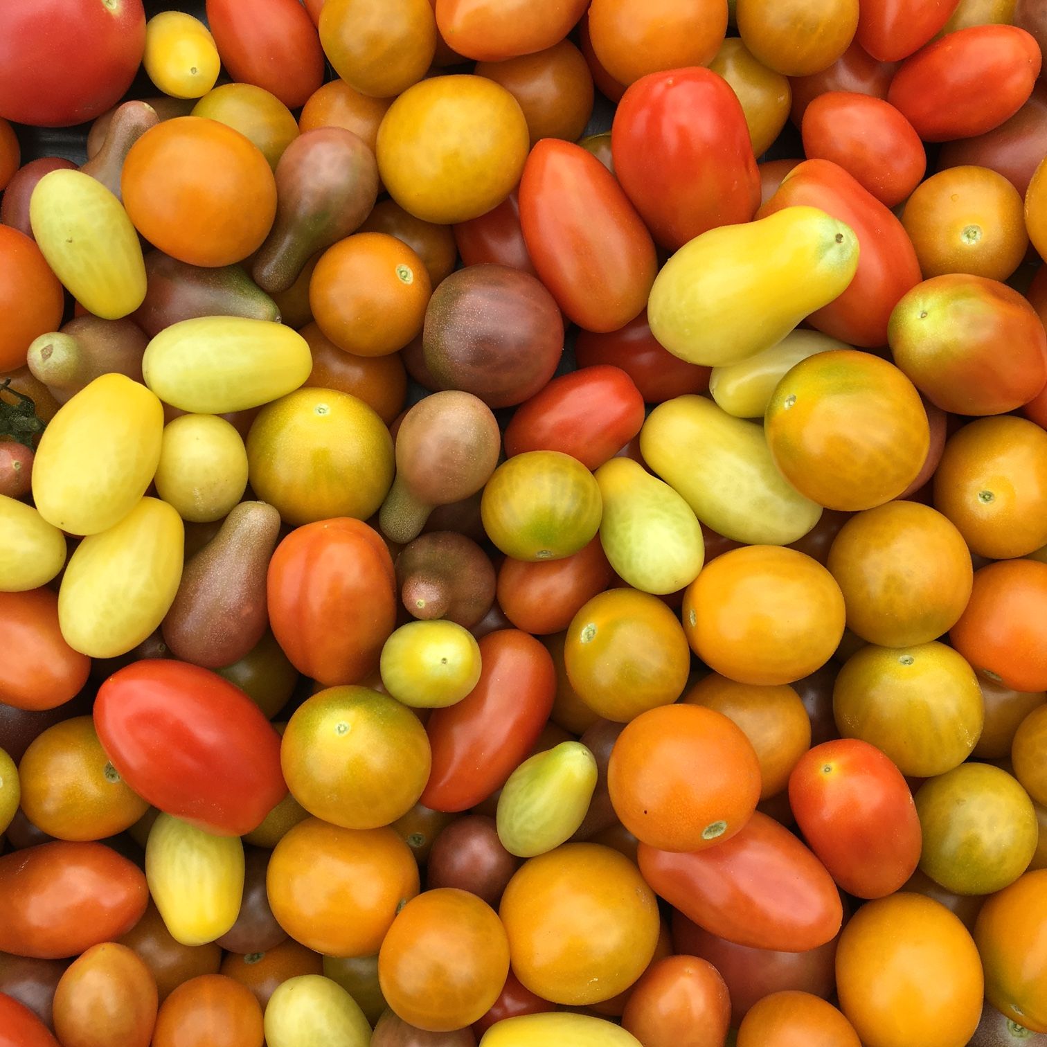 Tomatoes, Mini 'Maters