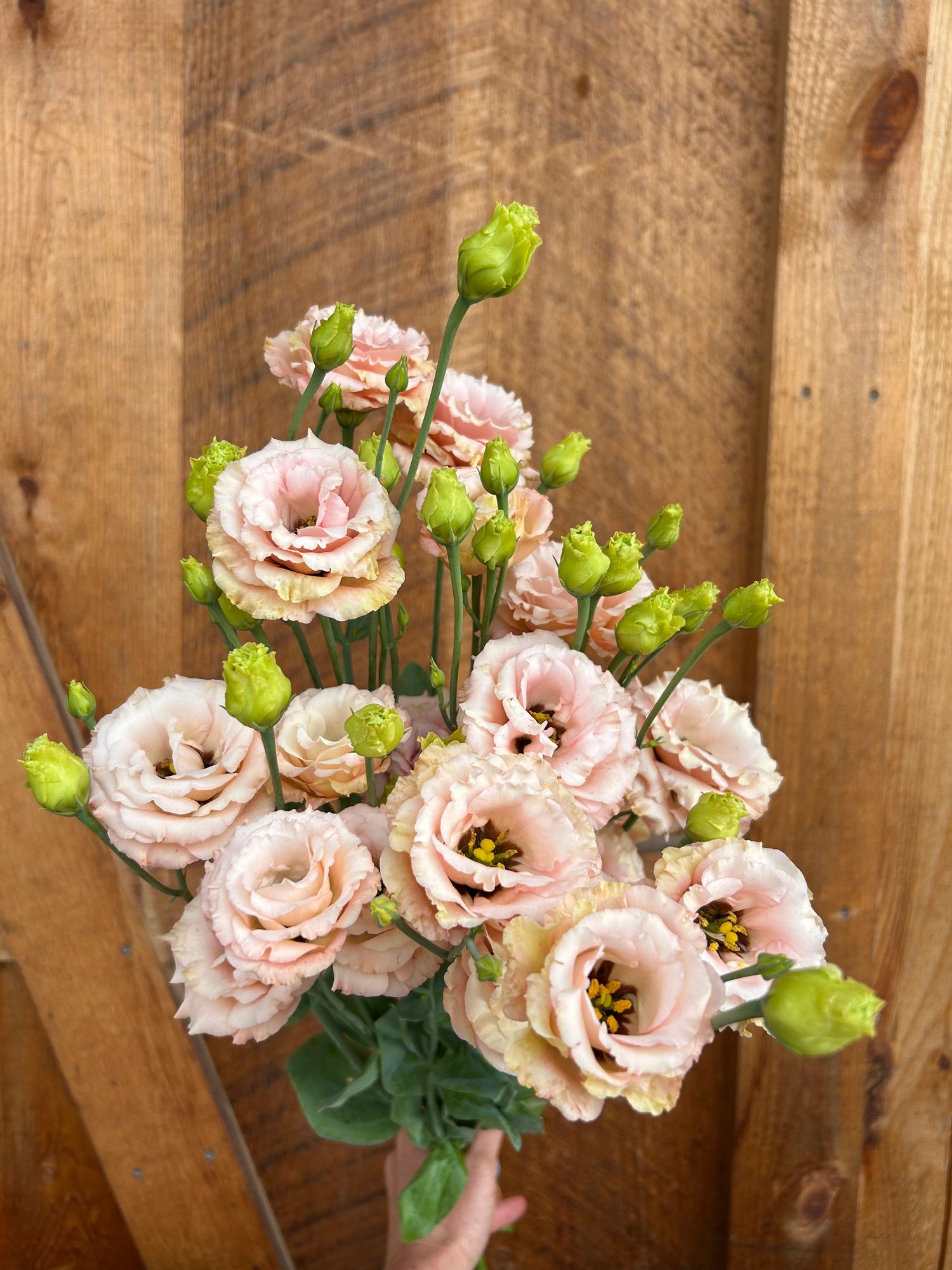 EUSTOMA grandiflorum Sabrina Mango