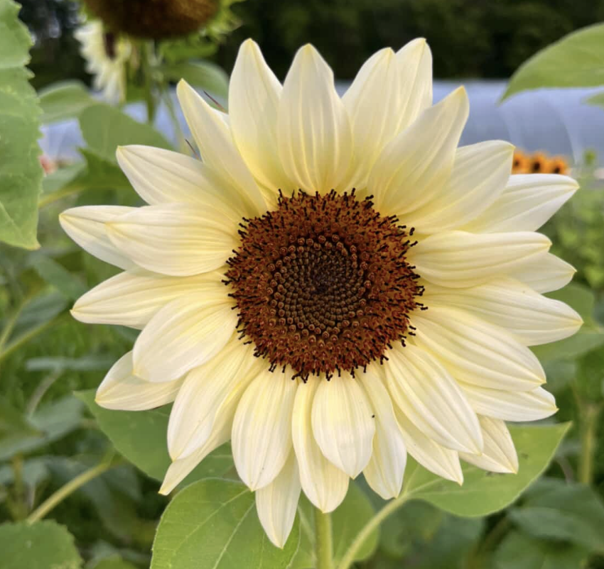 HELIANTHUS annuus ProCut White Lite
