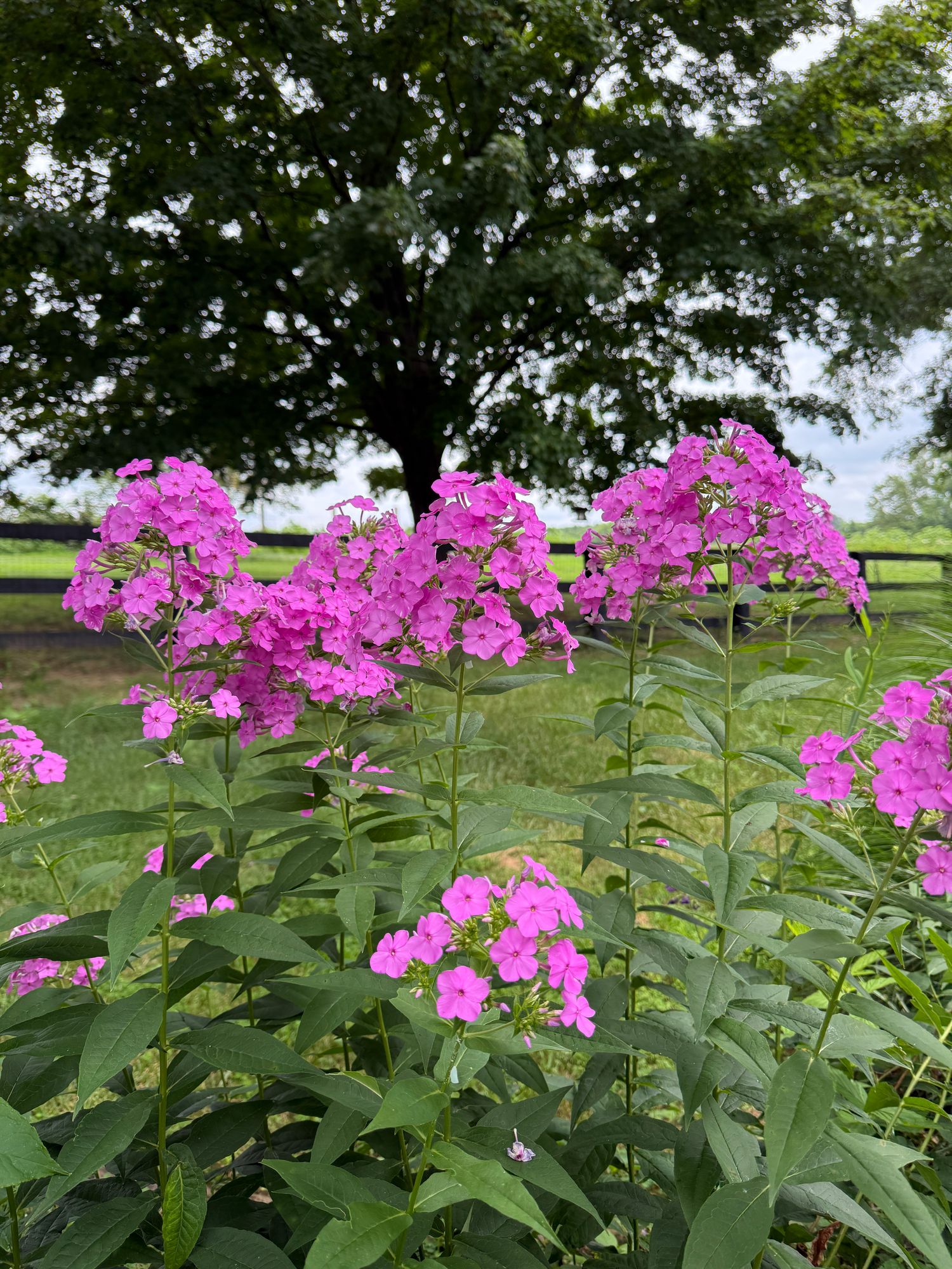 PHLOX paniculata Cover Girl