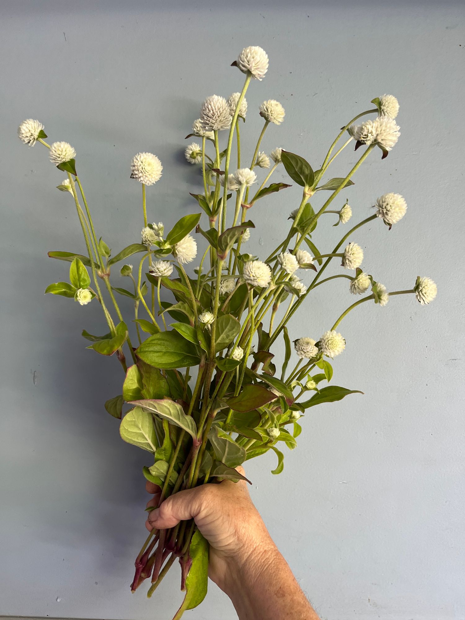 GOMPHRENA globosa Audray