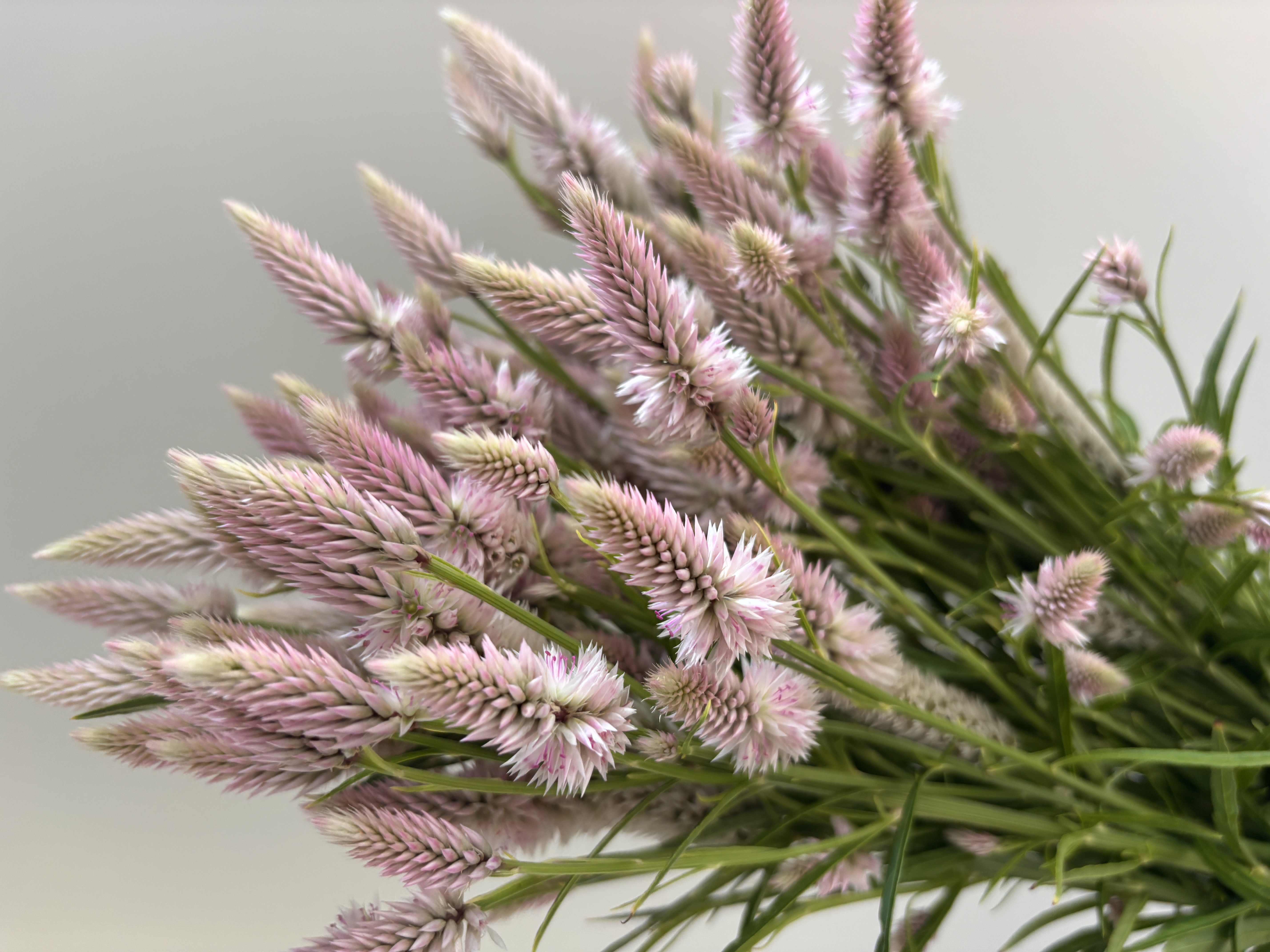 CELOSIA argentea spicata Flamingo Purple