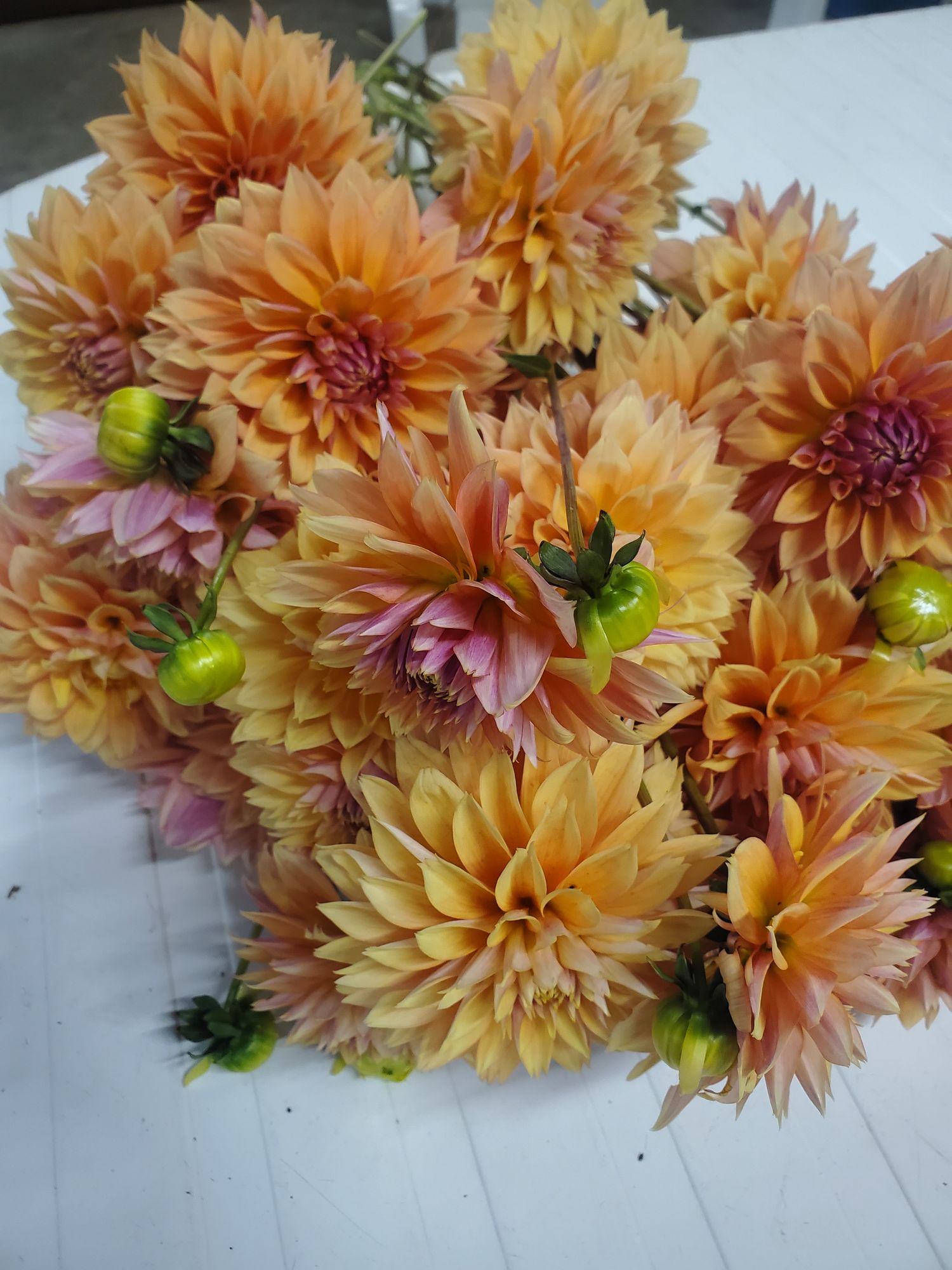 DAHLIA Decorative