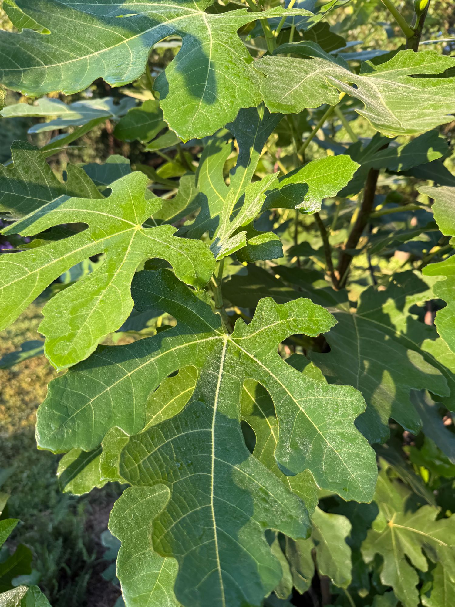 FICUS