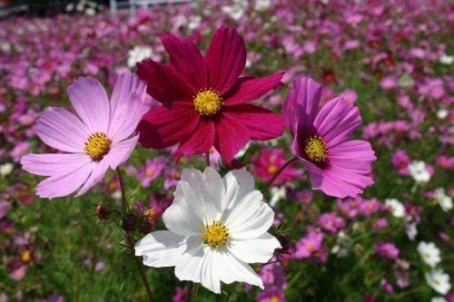 COSMOS bipinnatus