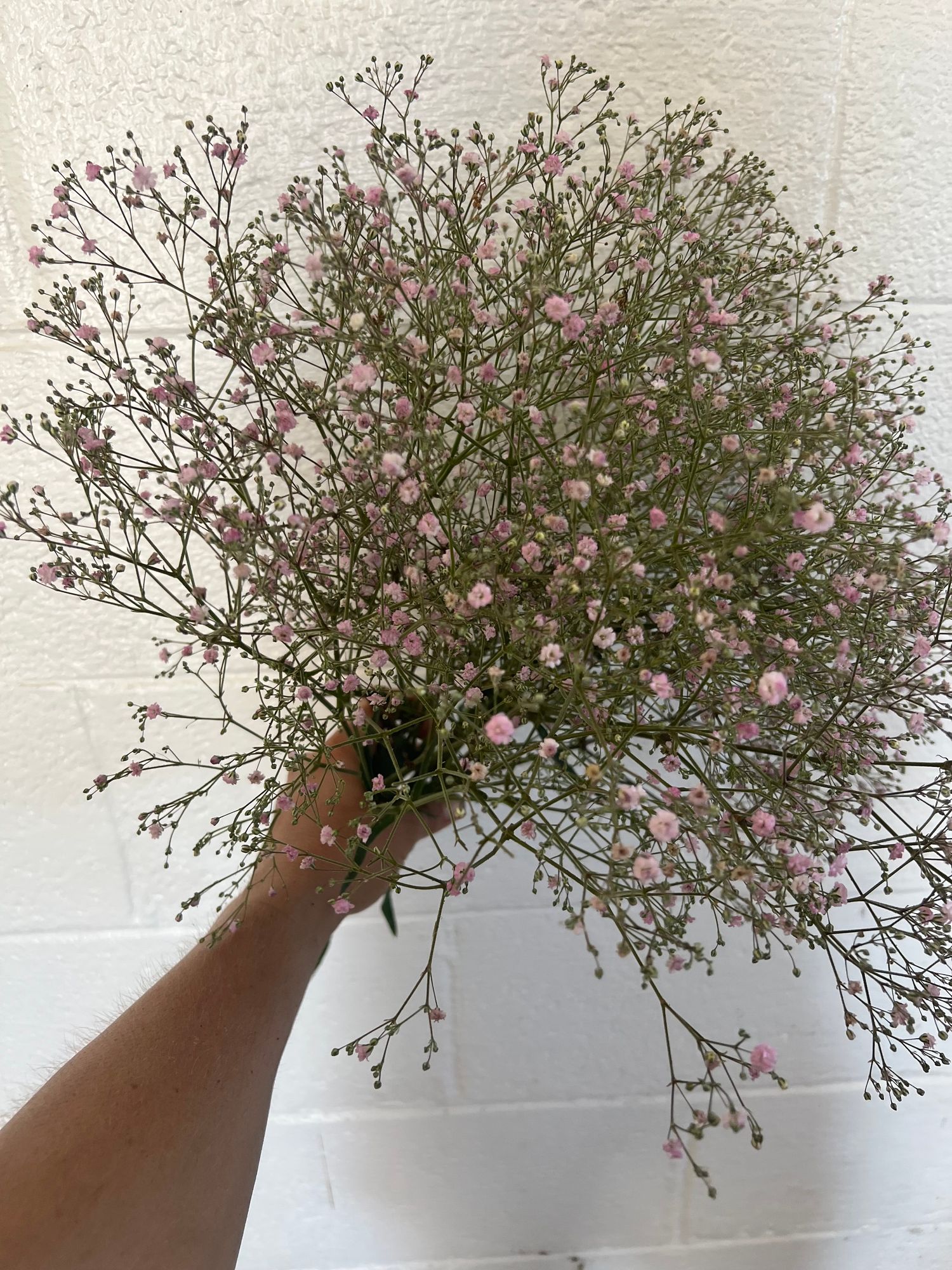 GYPSOPHILA elegans Carmine Pink