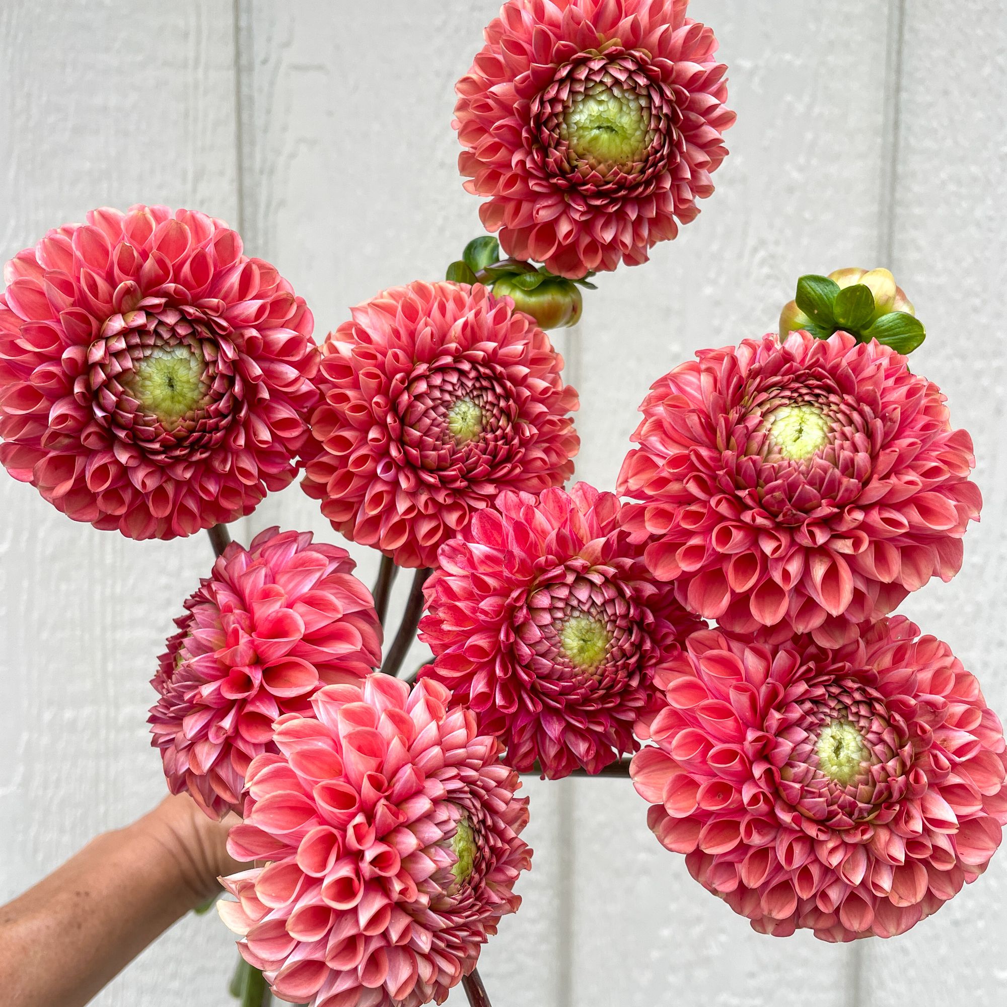 DAHLIA Cornel Bronze