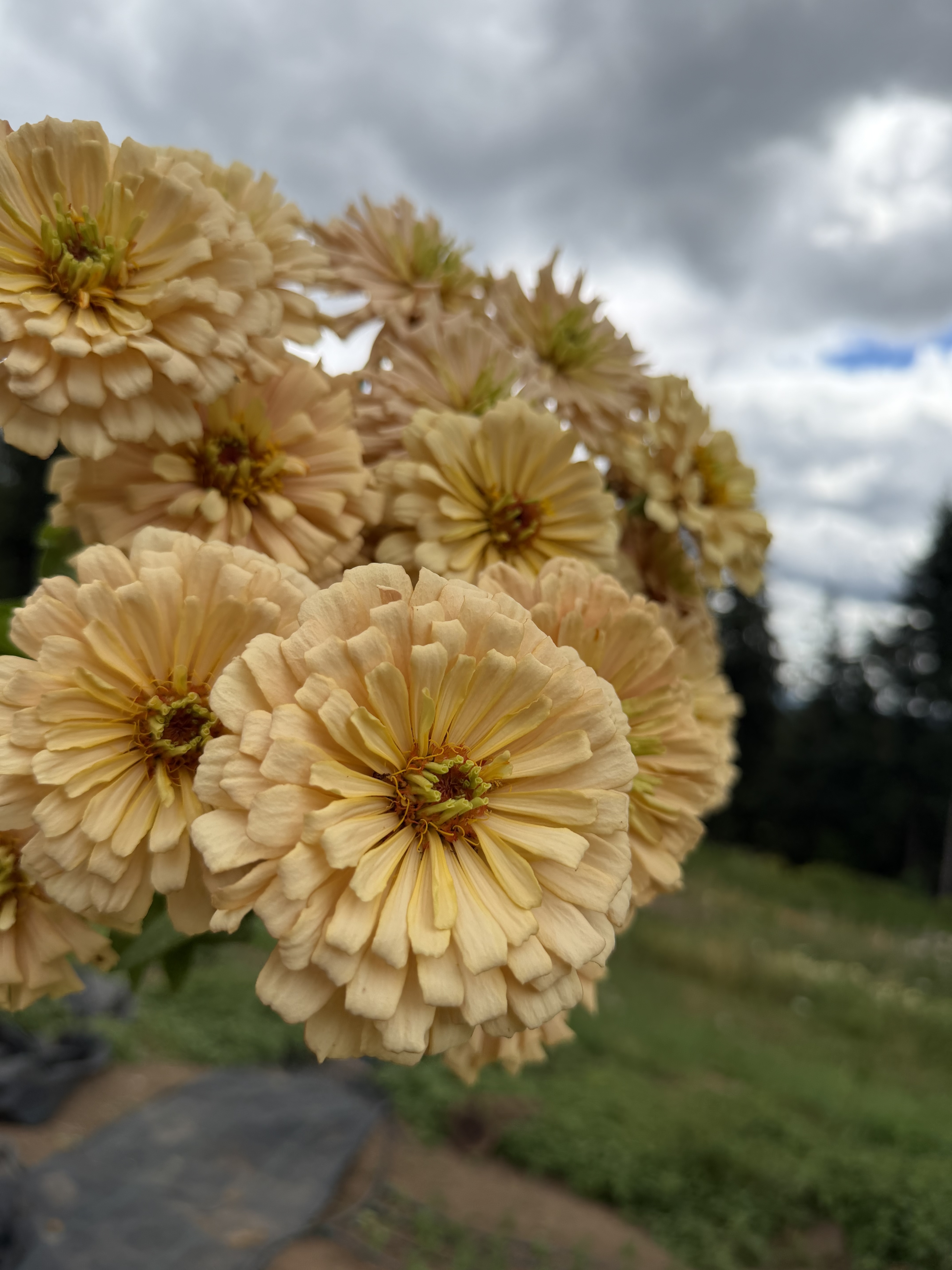 ZINNIA elegans Golden Hour