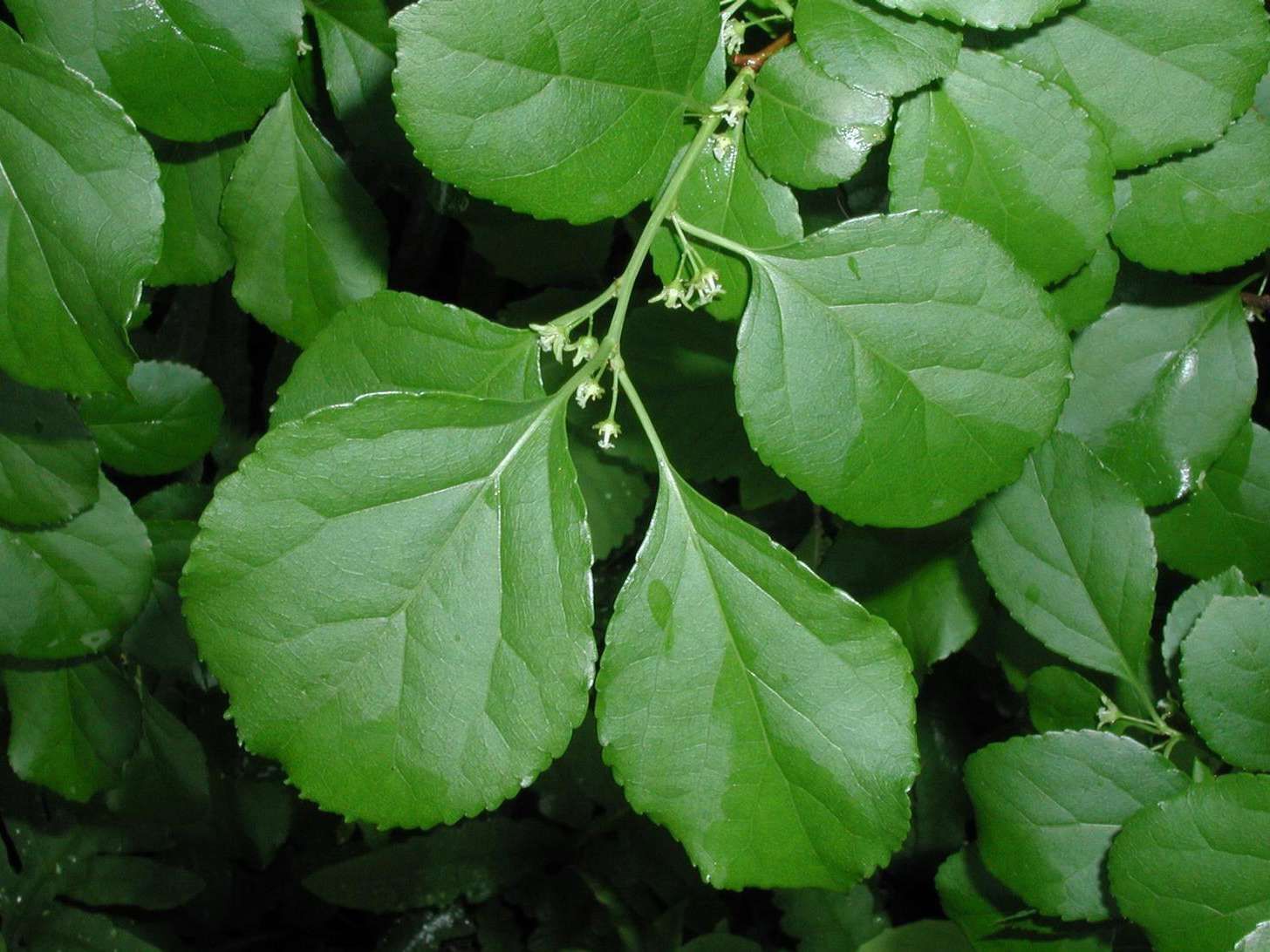 CELASTRUS obiculatus
