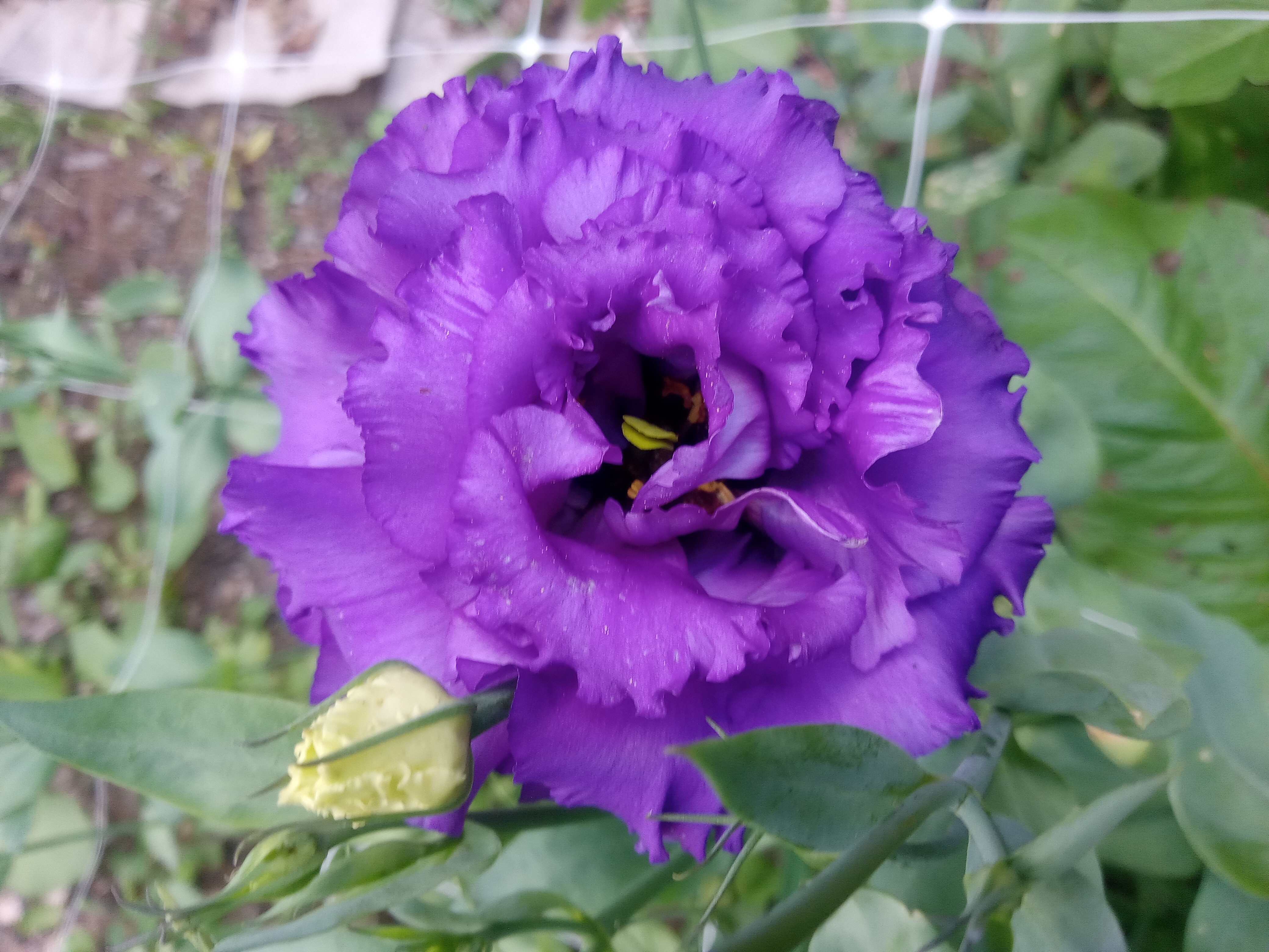 EUSTOMA grandiflorum Voyage Blue
