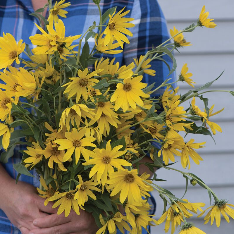 HELIANTHUS maximiliani