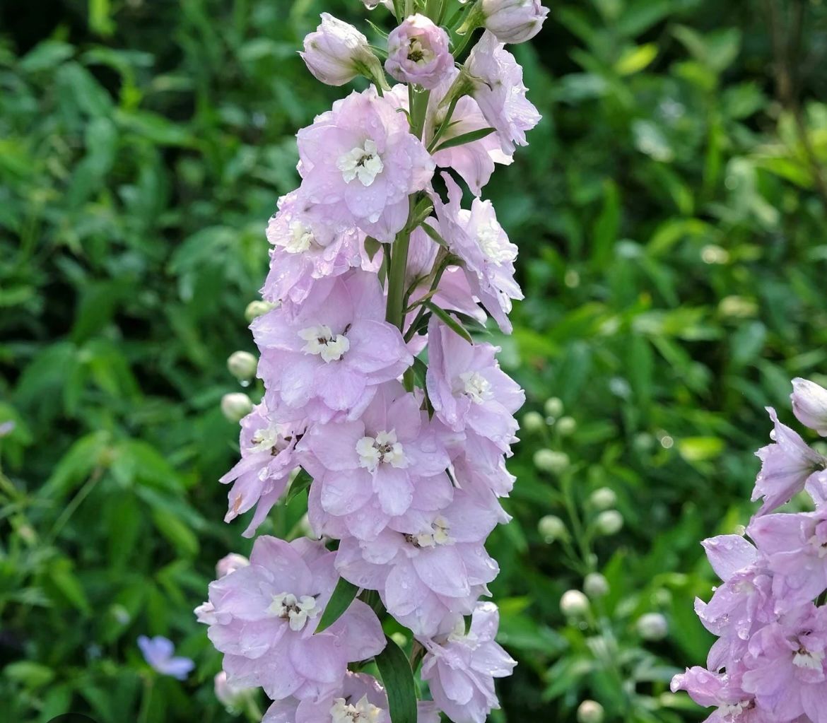 DELPHINIUM elatum Magic Fountains Lavender White Bee