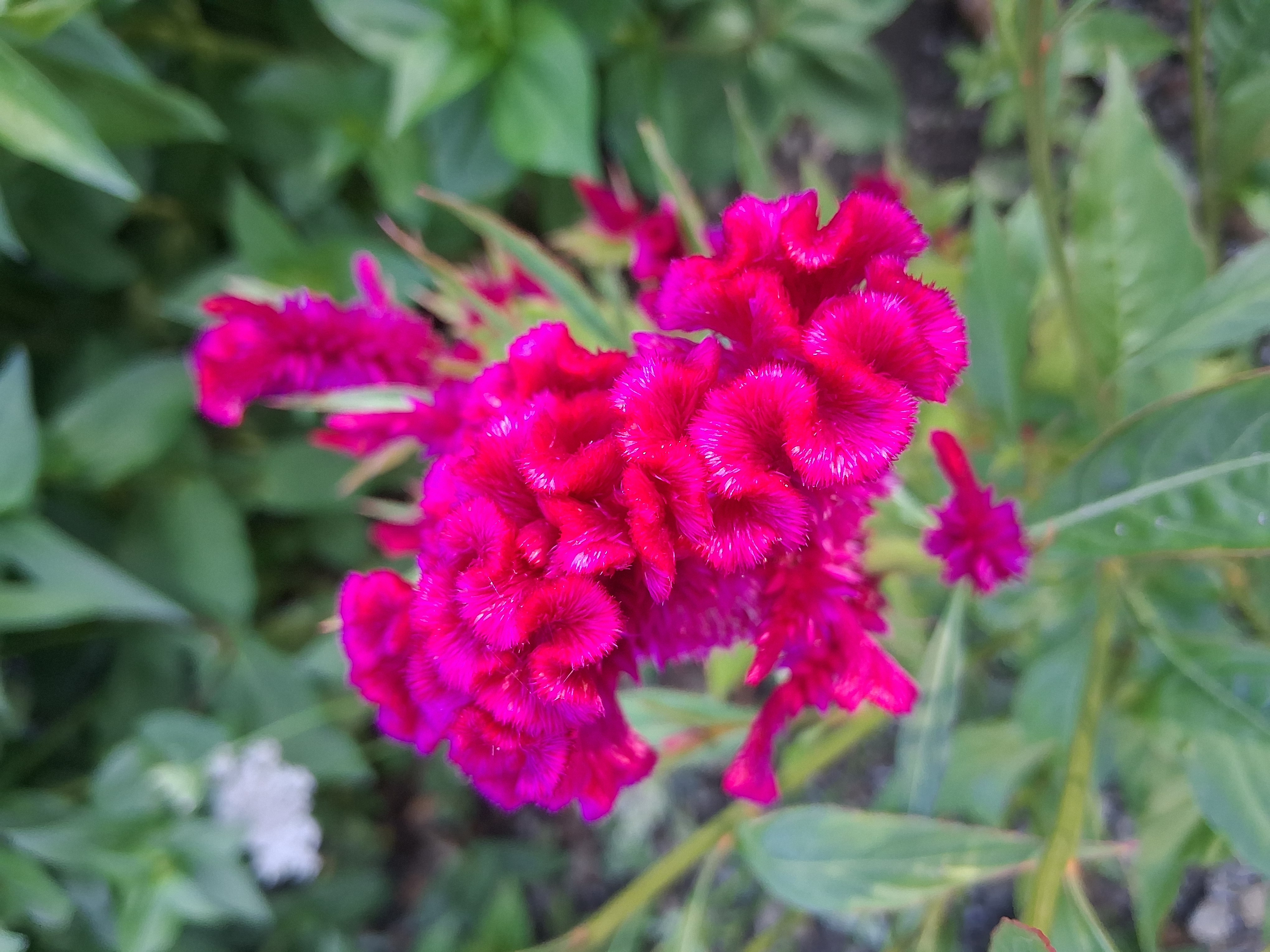 CELOSIA argentea var. cristata