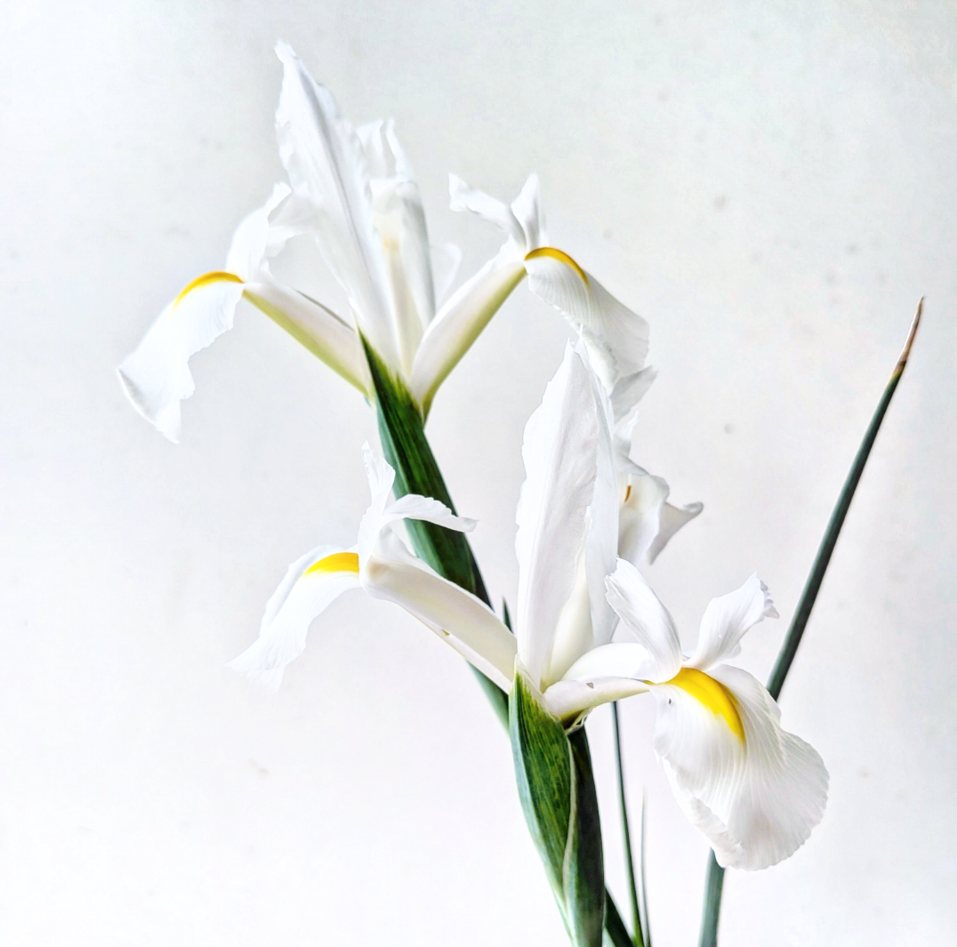 IRIS x hollandica Alaska