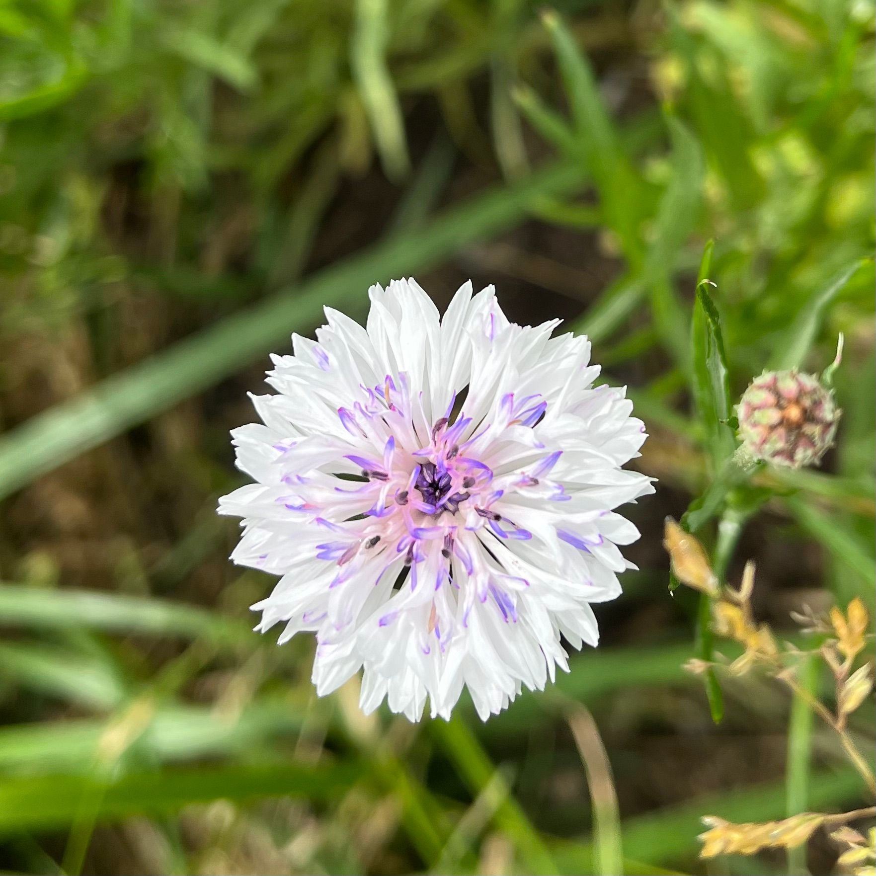 CENTAUREA cyanus Classic Romantic