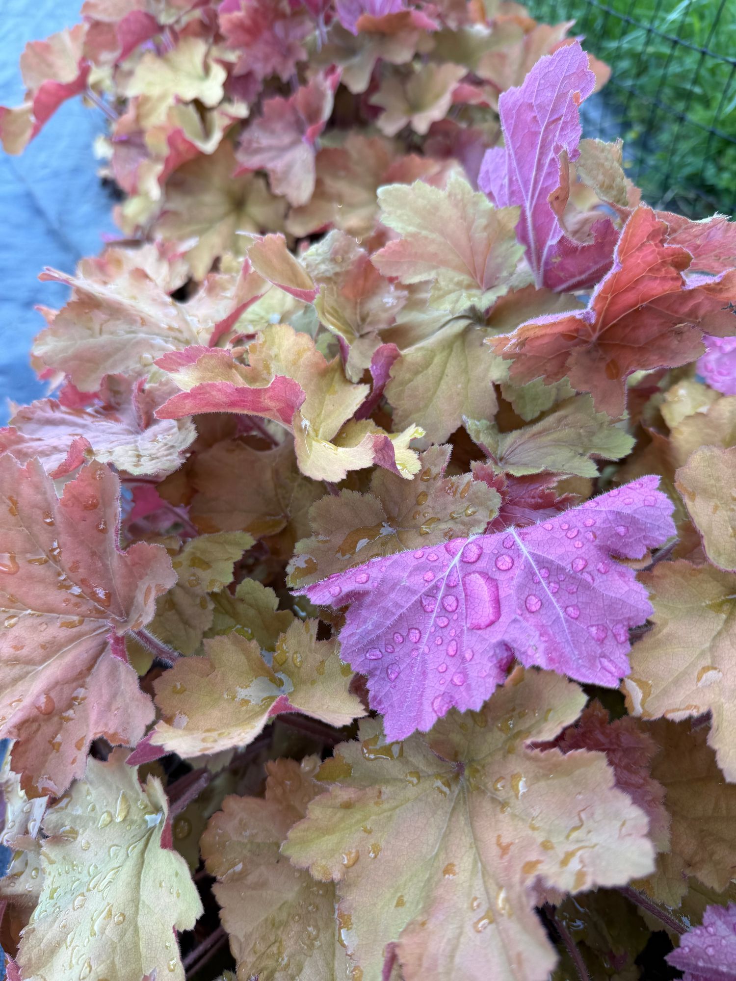 HEUCHERA x Caramel