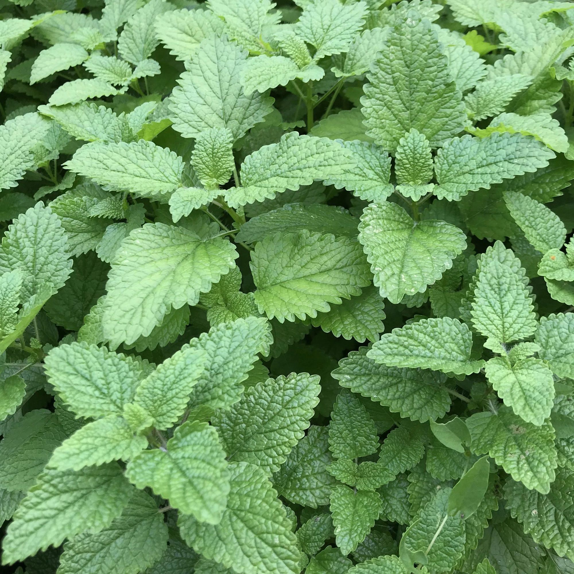 MELISSA officinalis