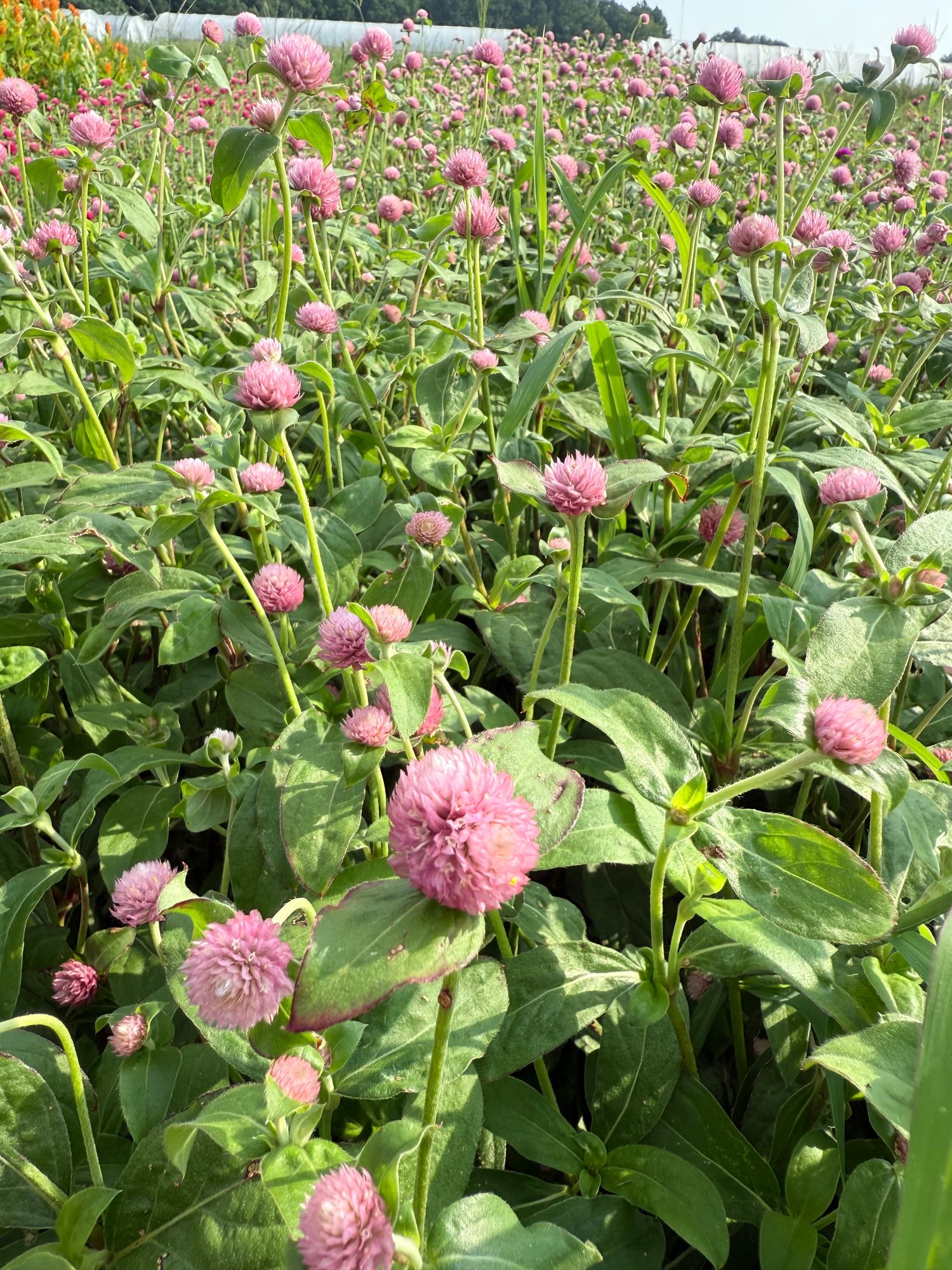 GOMPHRENA globosa Raspberry Cream