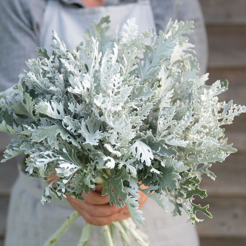 SENECIO cineraria Candicans