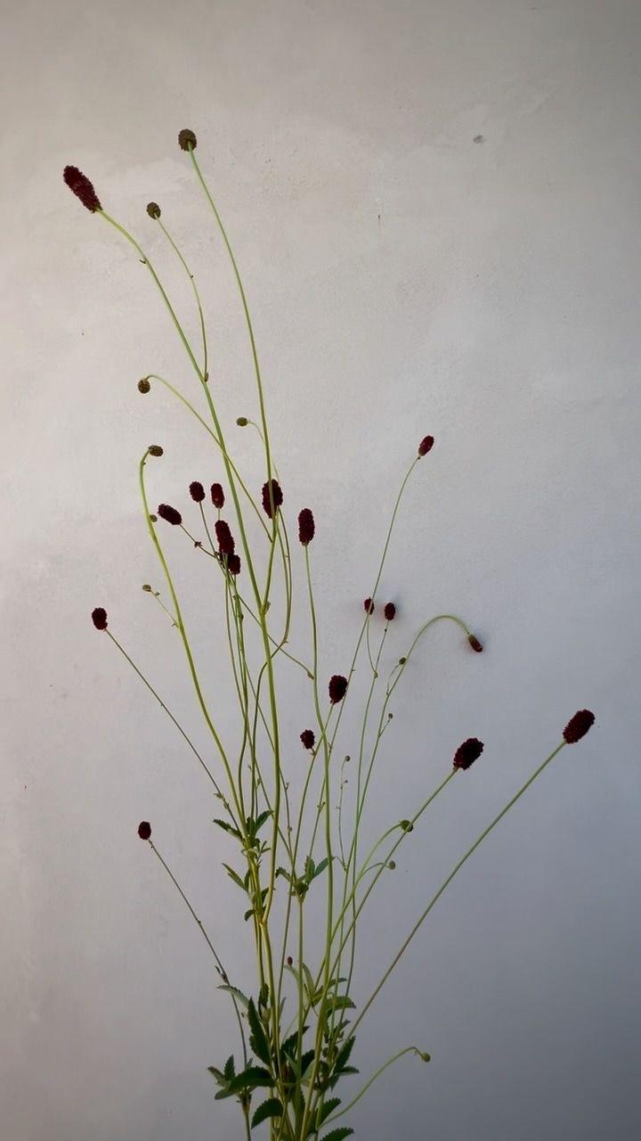 SANGUISORBA officinalis