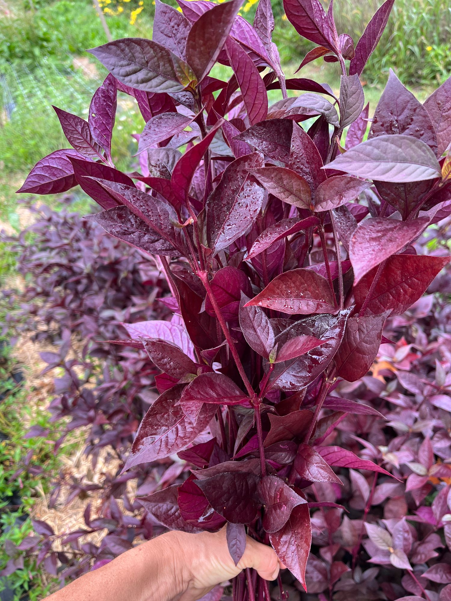 ALTERNANTHERA dentata