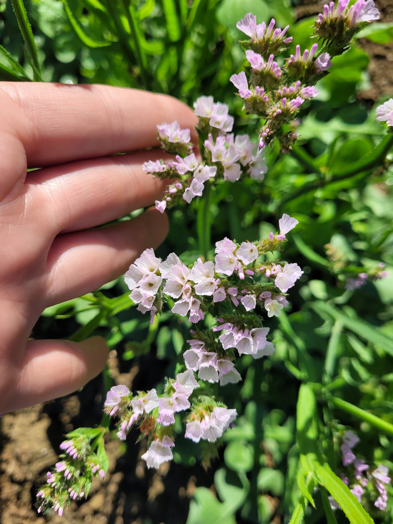 LIMONIUM sinuatum QIS