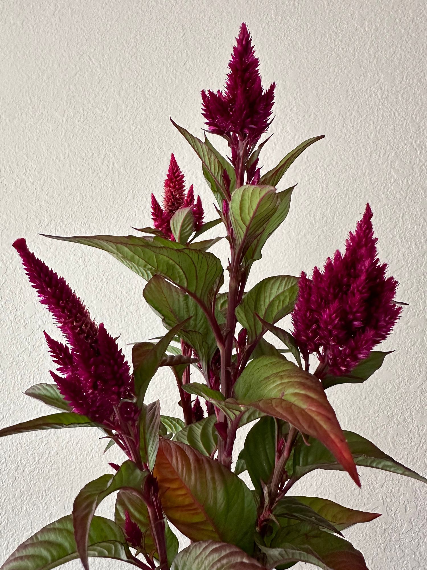 CELOSIA argentea
