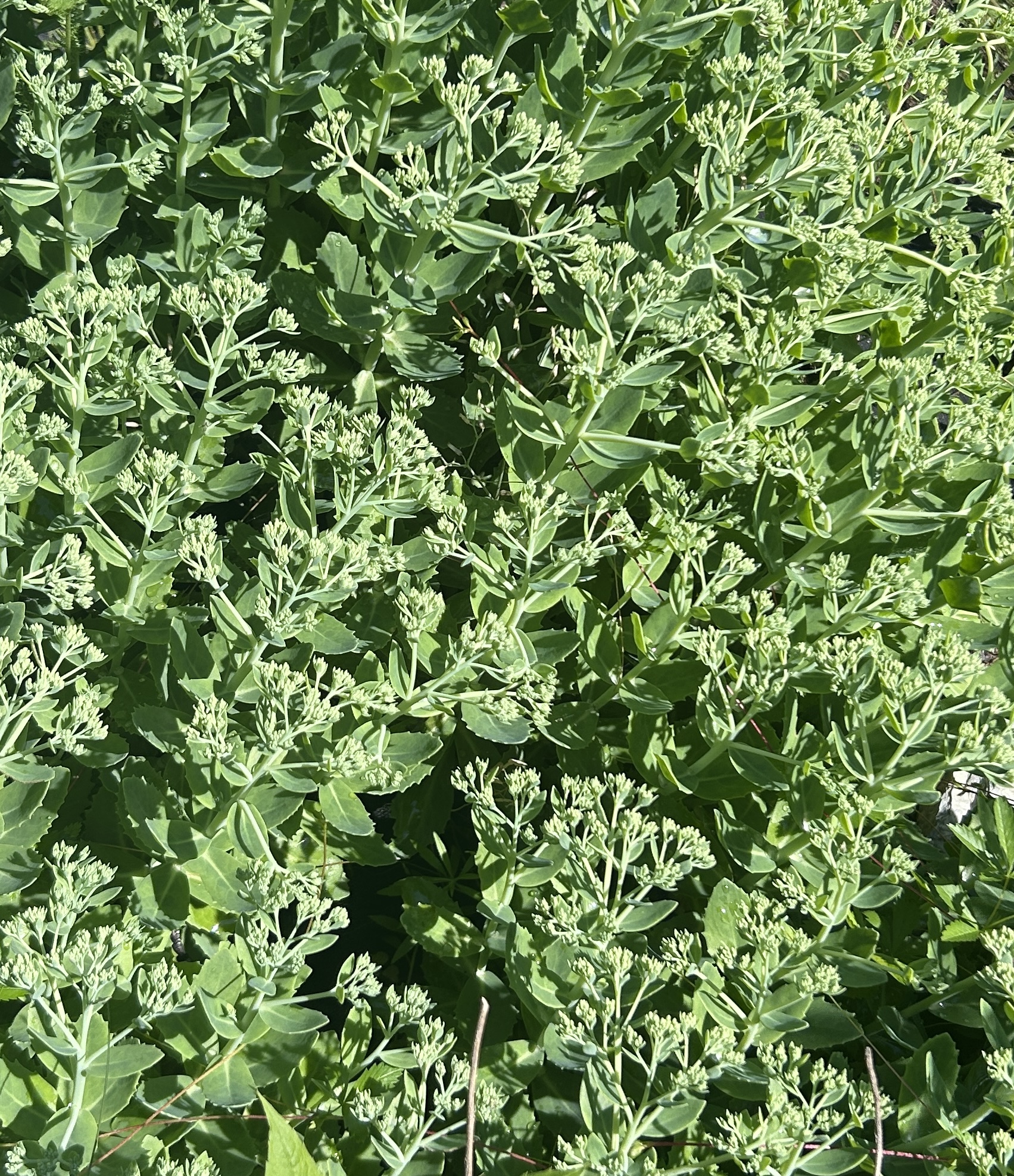 HYLOTELEPHIUM spectabile Autumn Joy