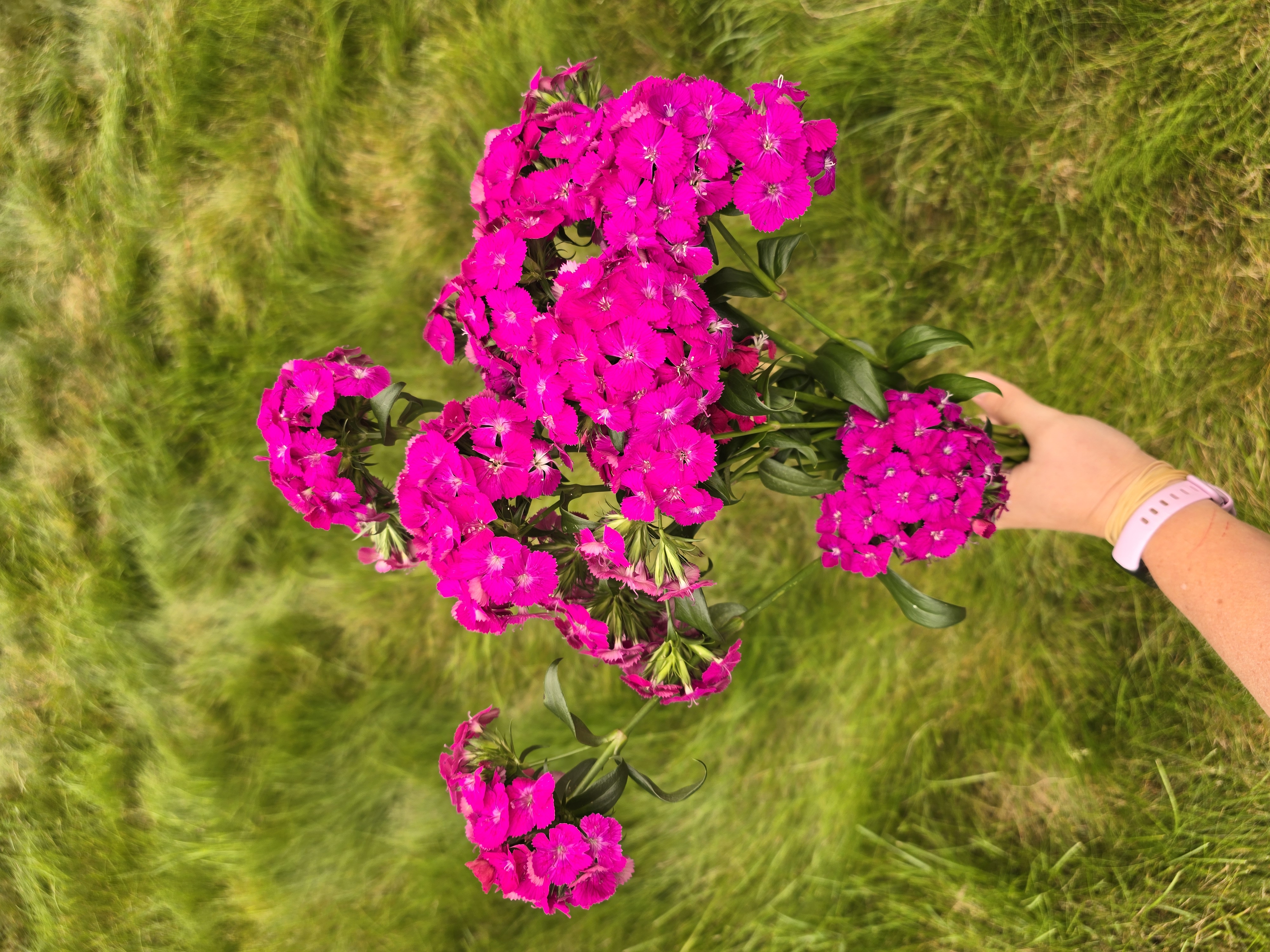 DIANTHUS barbatus Amazon Neon Purple