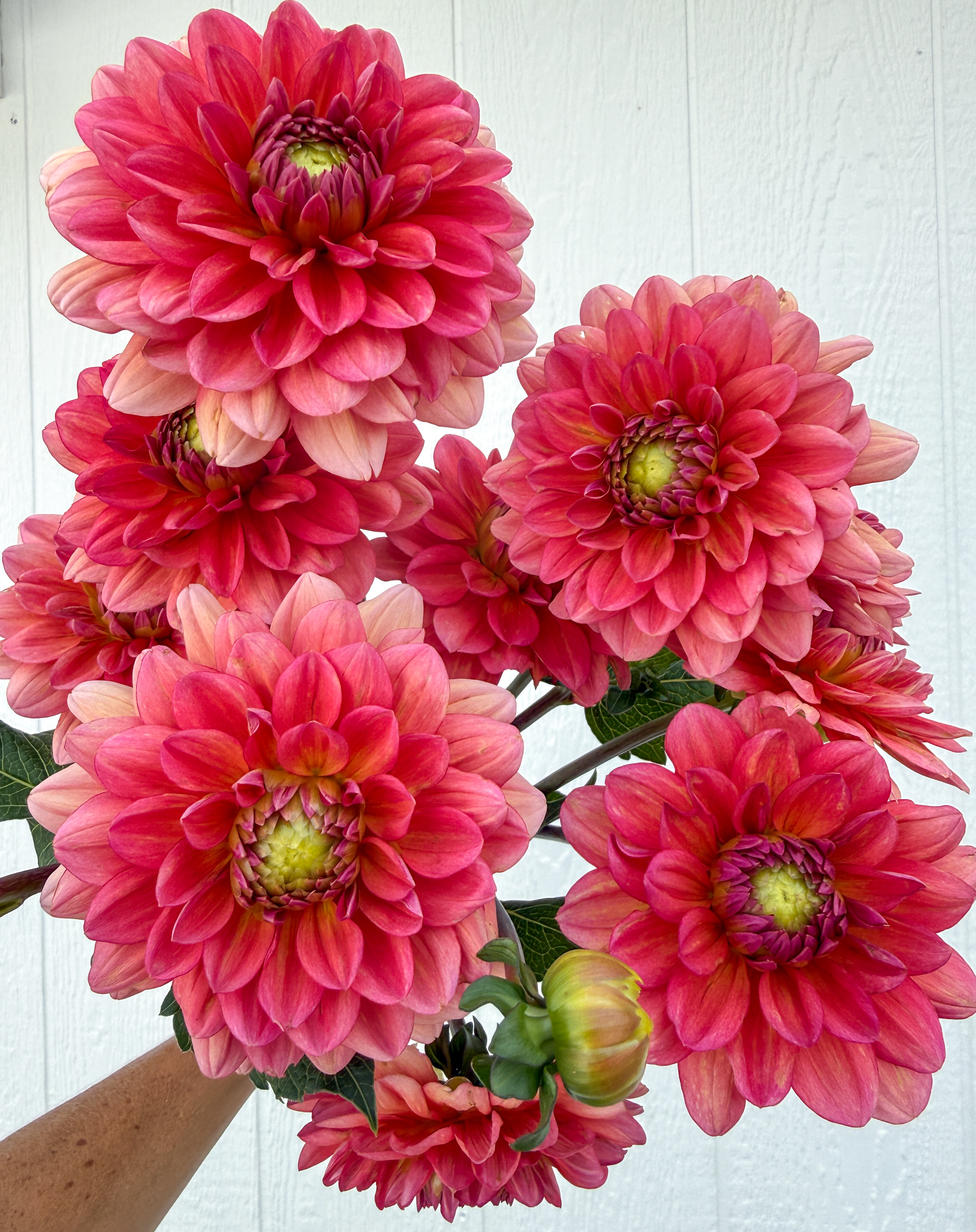 DAHLIA Salmon Runner