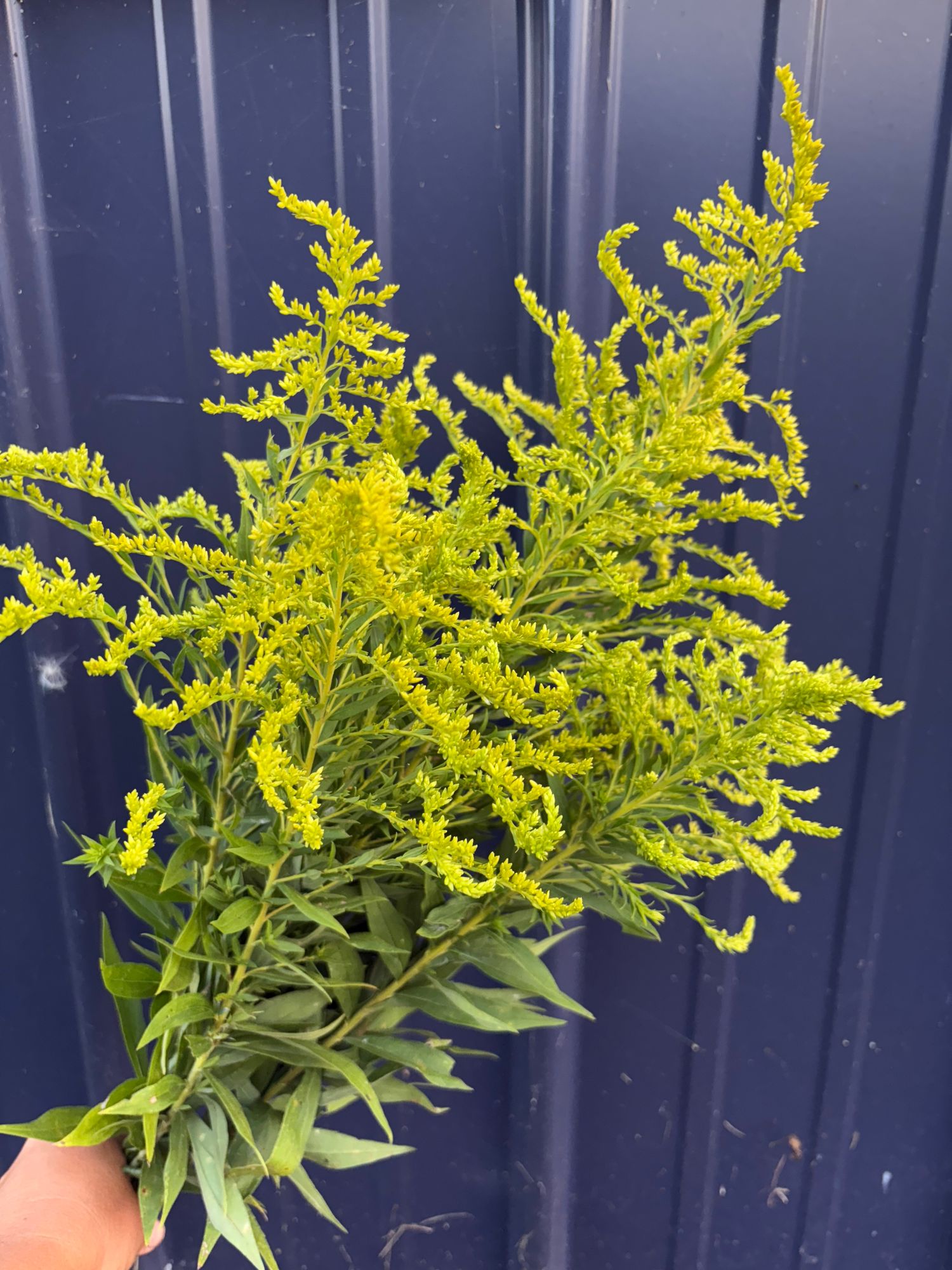 SOLIDAGO altissima