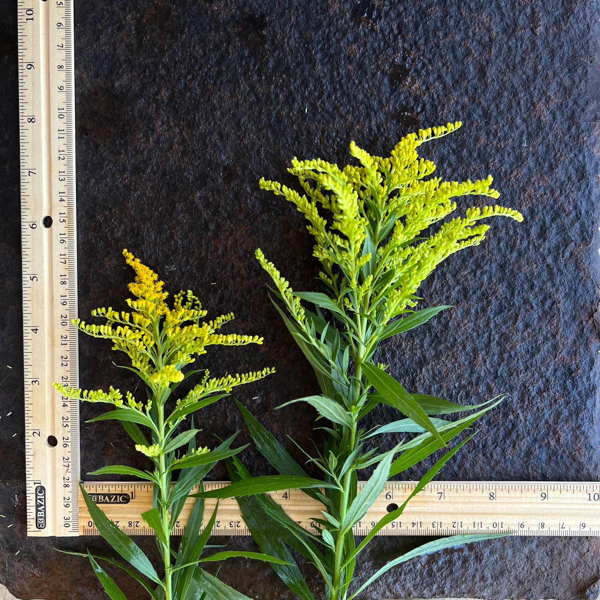 SOLIDAGO canadensis
