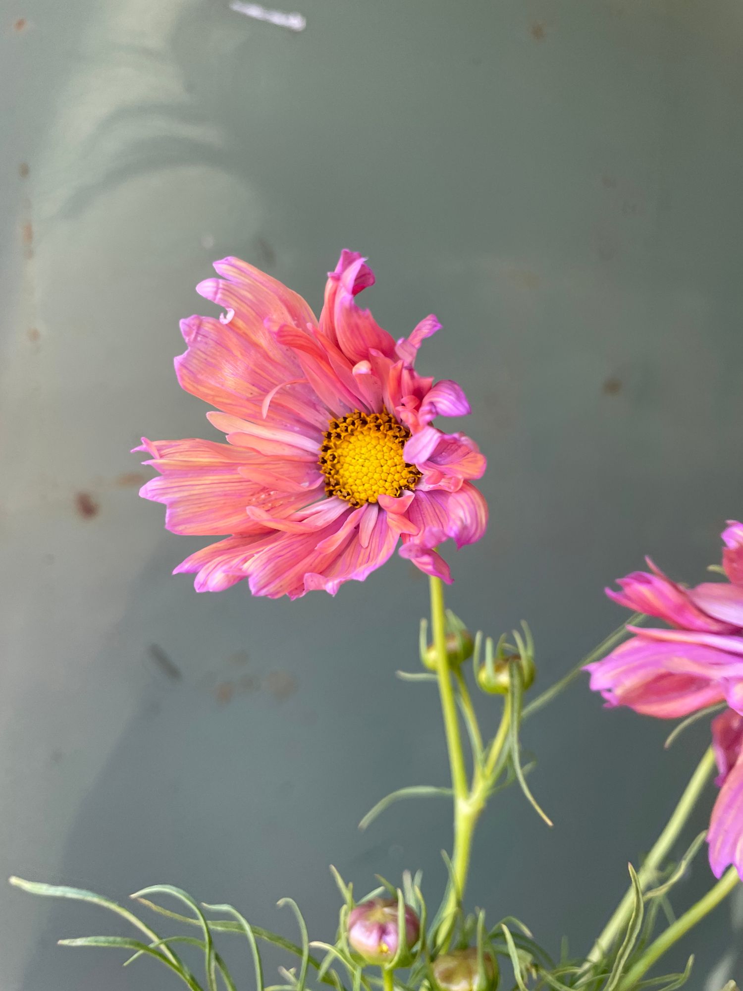 COSMOS bipinnatus Apricotta