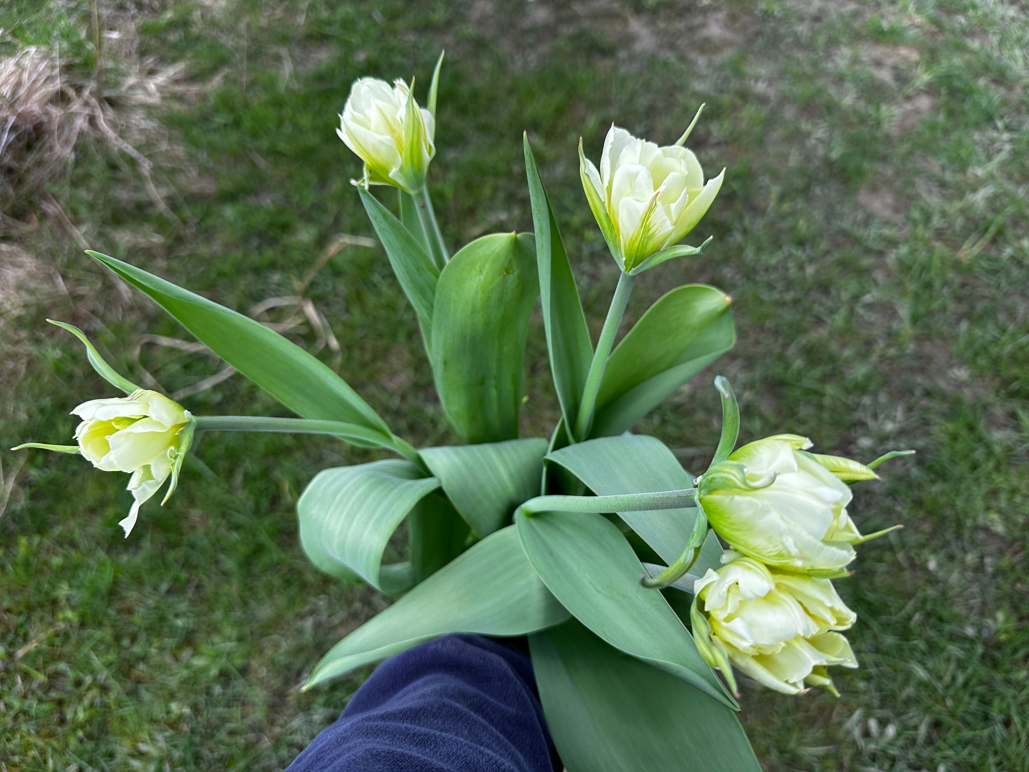 TULIPA Exotic Emperor