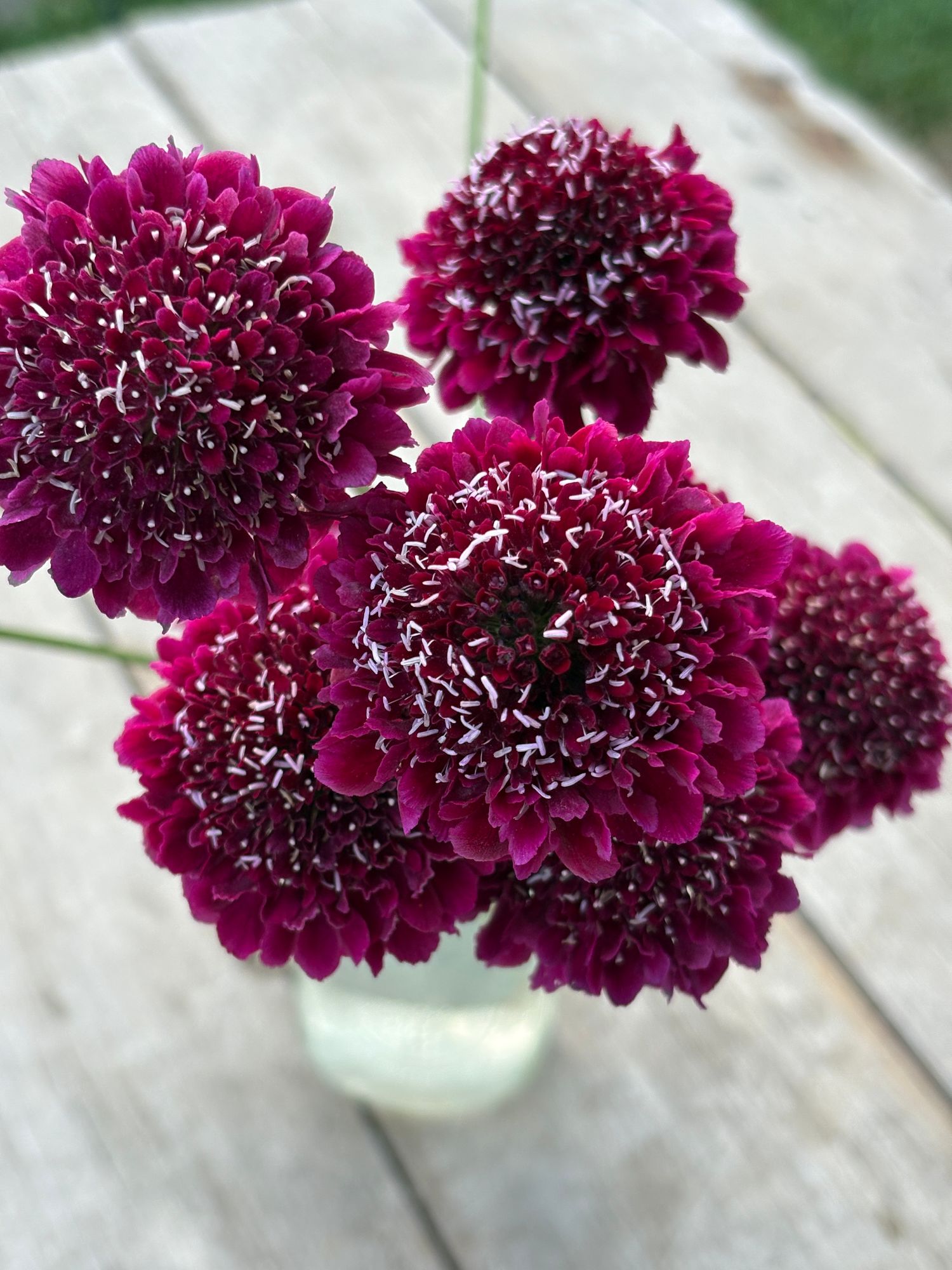SCABIOSA atropurpurea x caucasica Focal Scoop Dark Purple