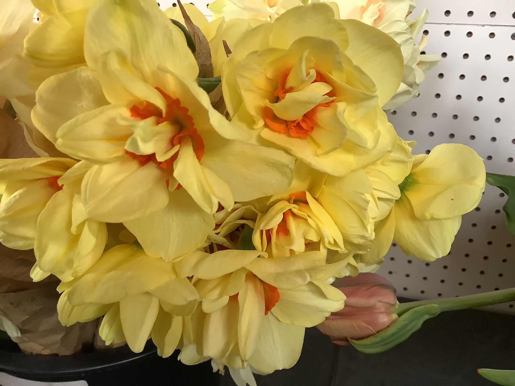 NARCISSUS