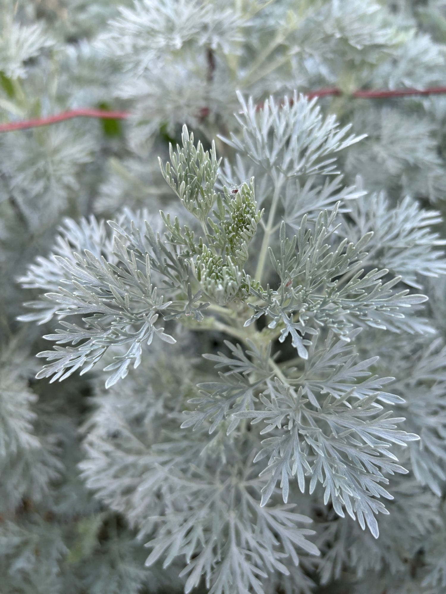 ARTEMISIA absinthium
