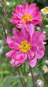 ANEMONE hupensis Pamina
