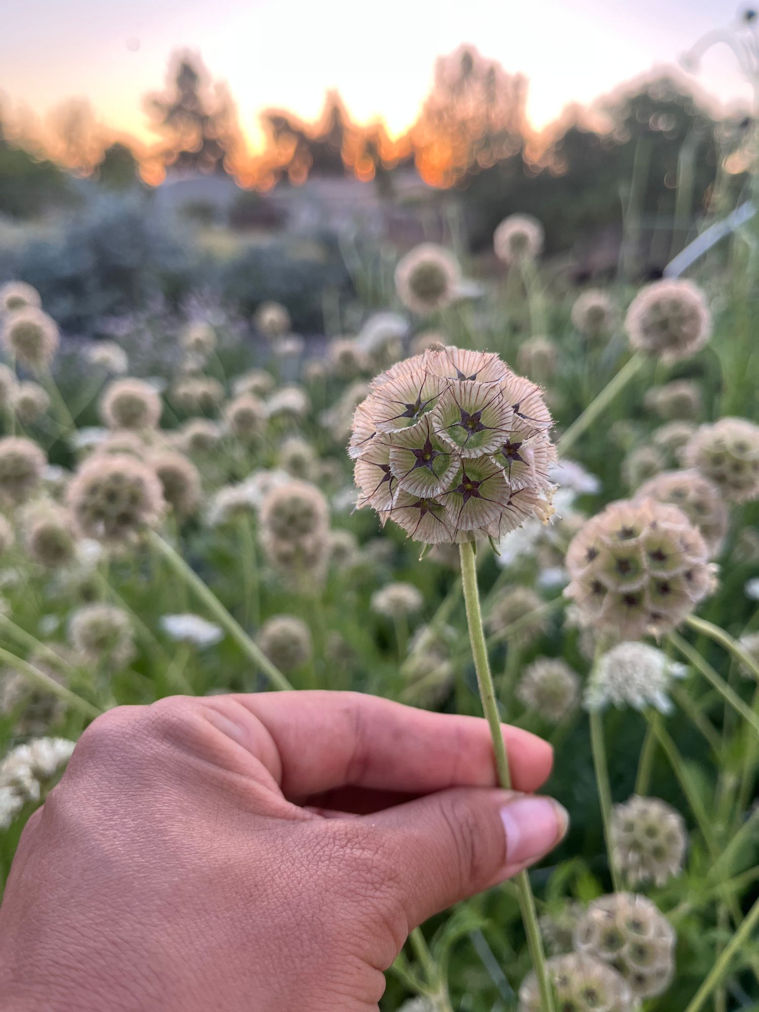 SCABIOSA stellata