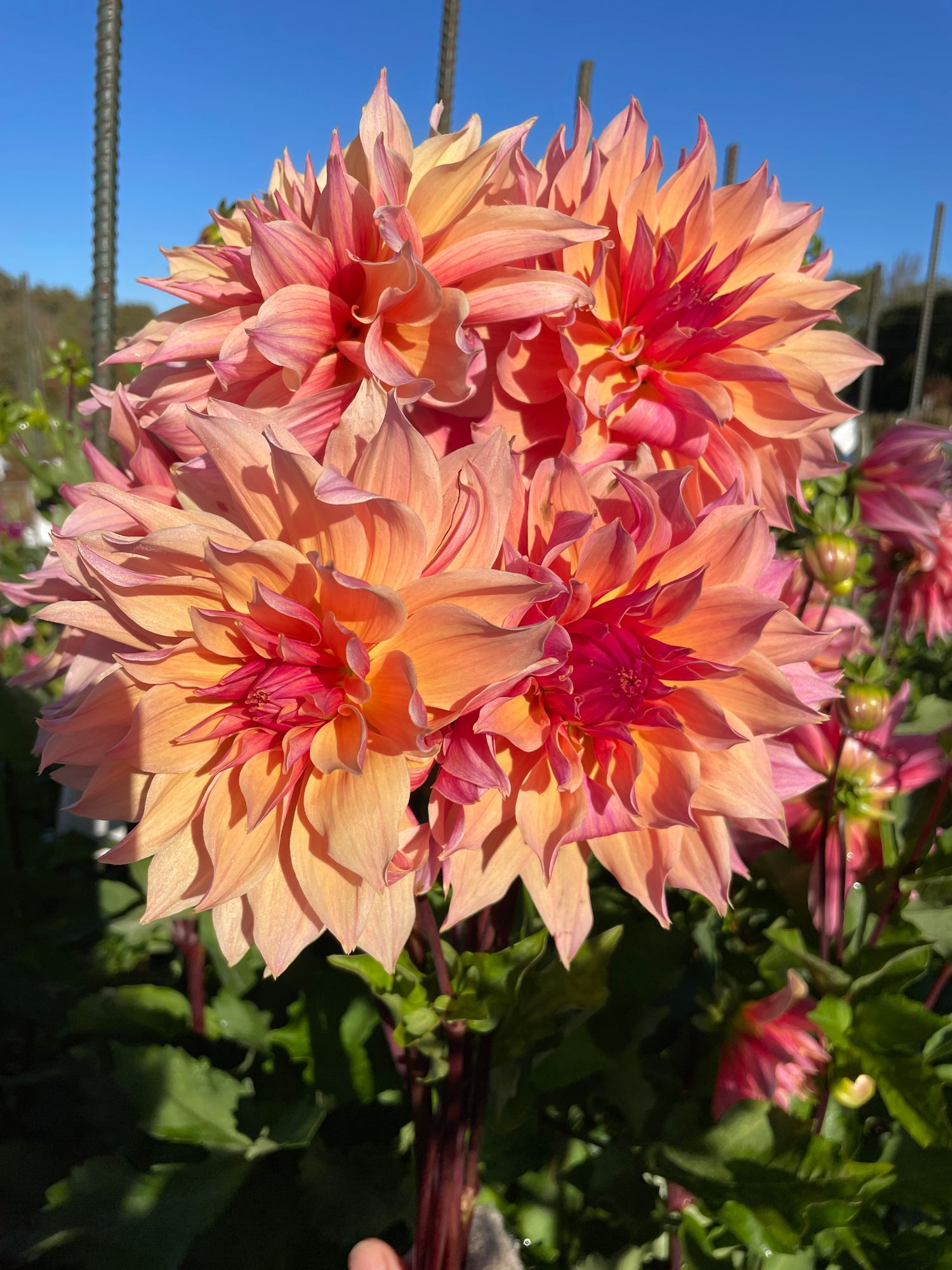 DAHLIA Labyrinth