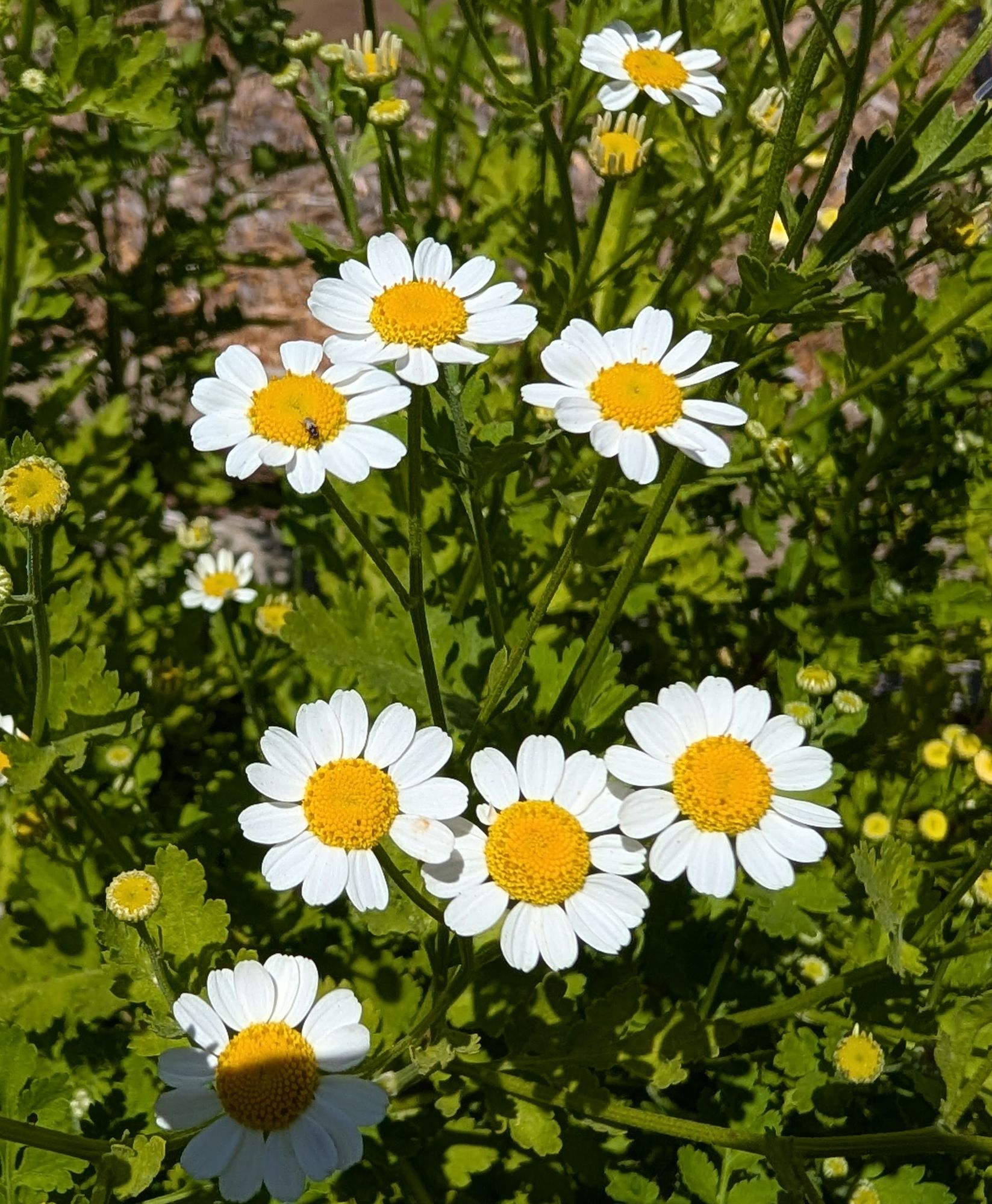 TANACETUM parthenium Snowball