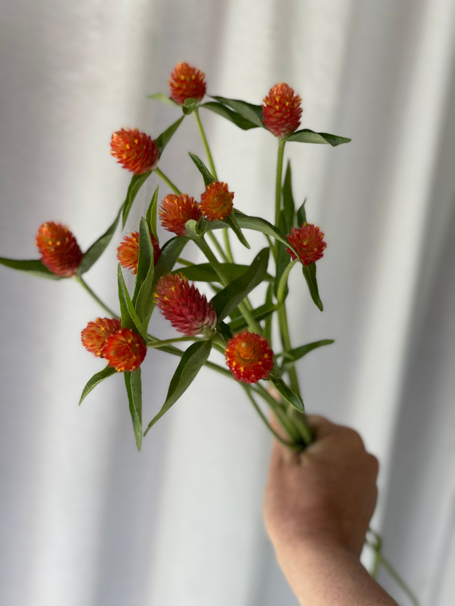 GOMPHRENA haageana
