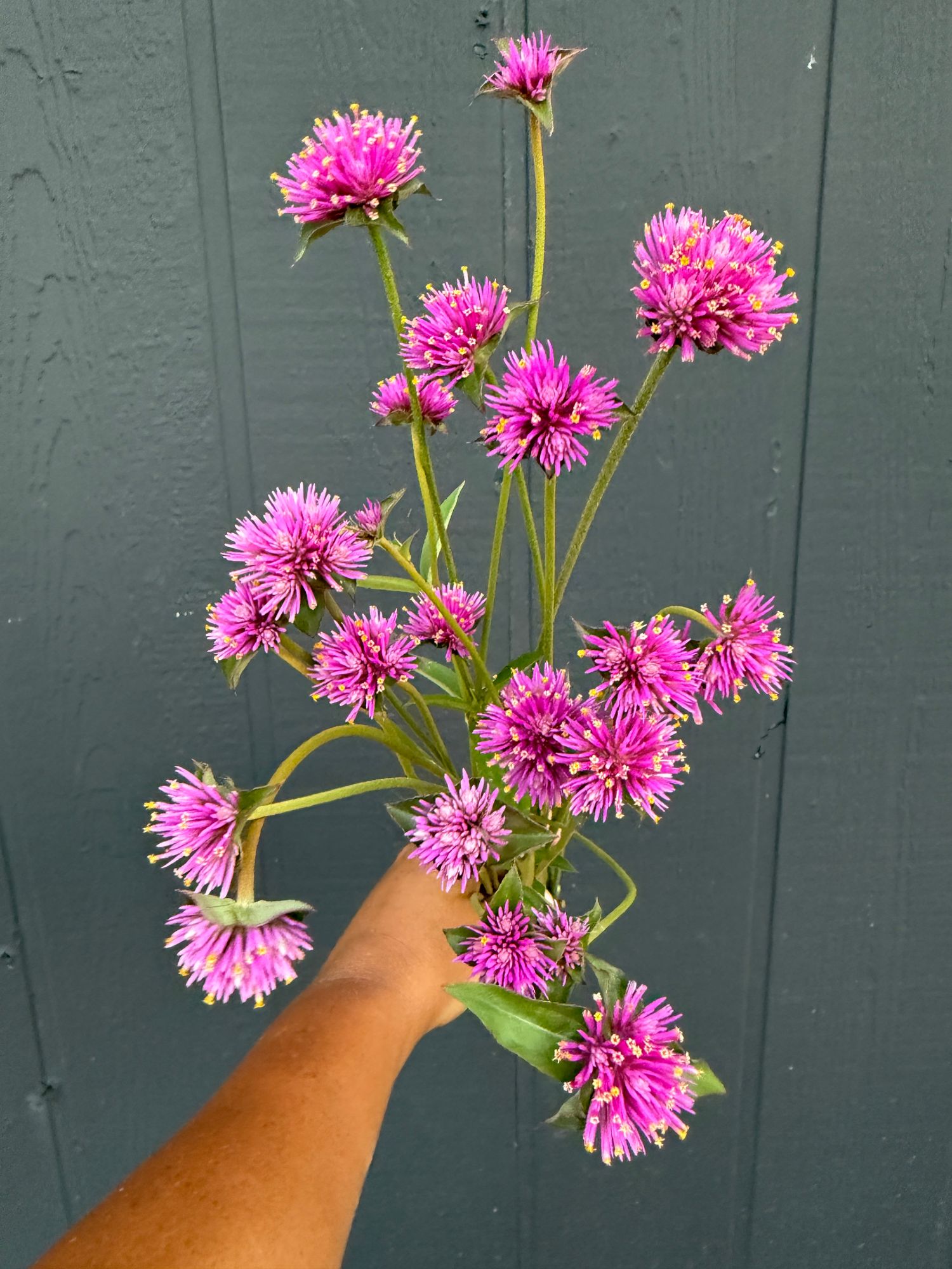 GOMPHRENA globosa Firework