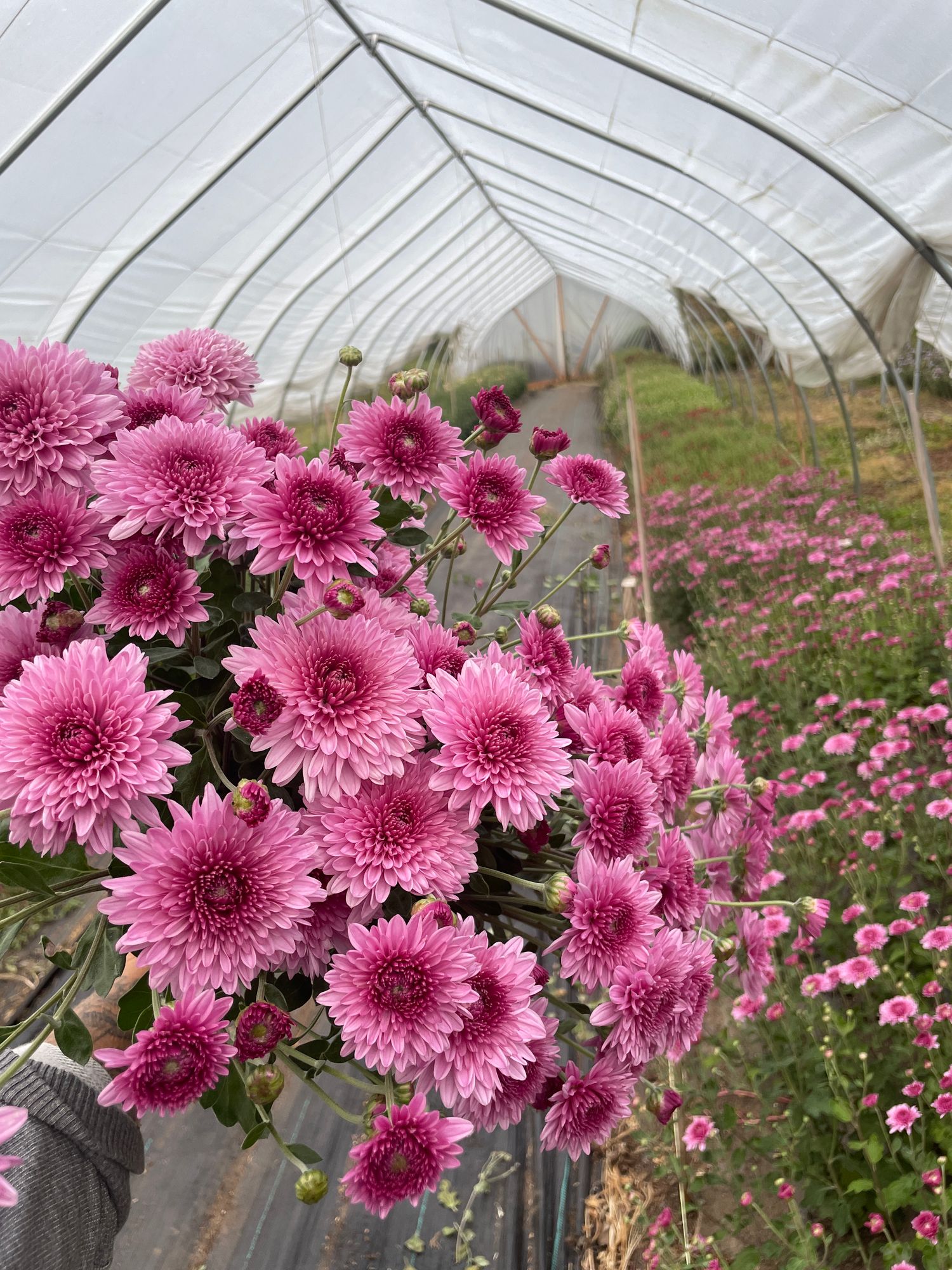 CHRYSANTHEMUM